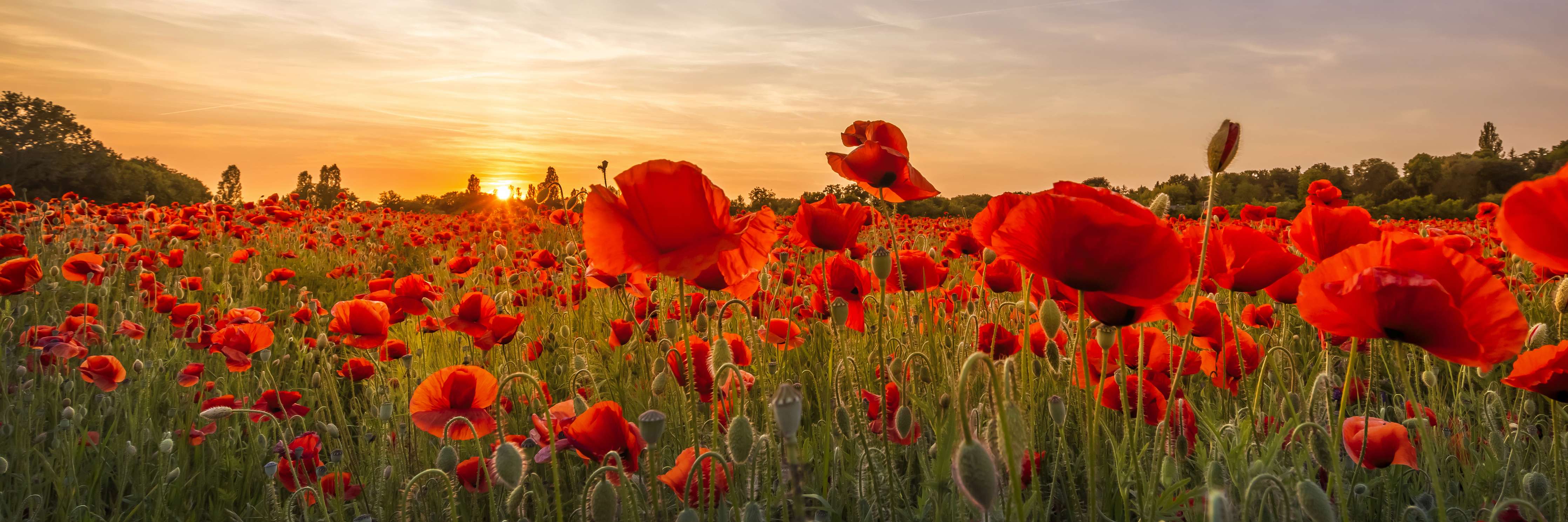 Große Wandbilder-Leuchtende Mohnblumen im Sonnenuntergang