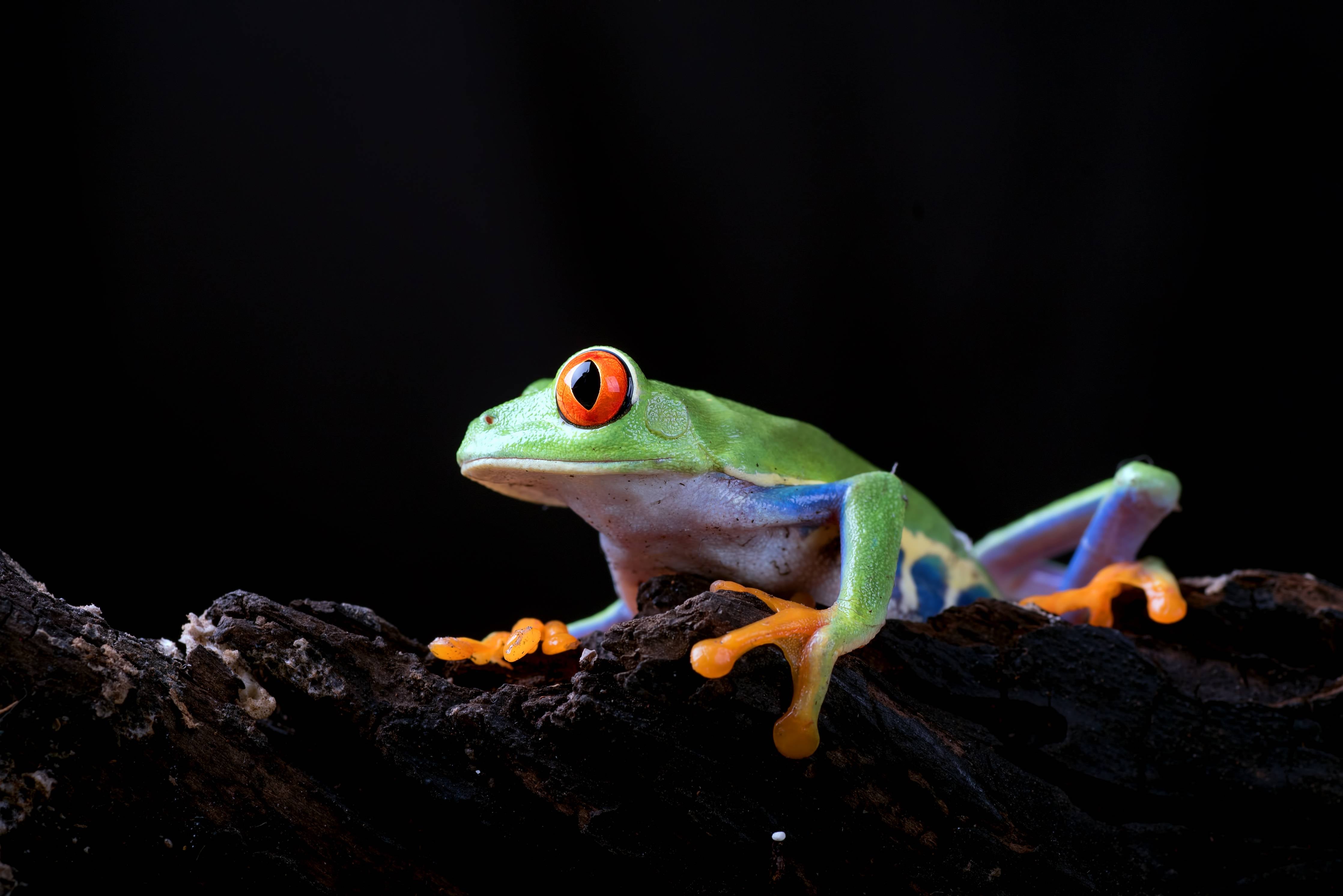 Große Wandbilder-Leuchtende Warnfarbe der Rotaugenlaubfrosch