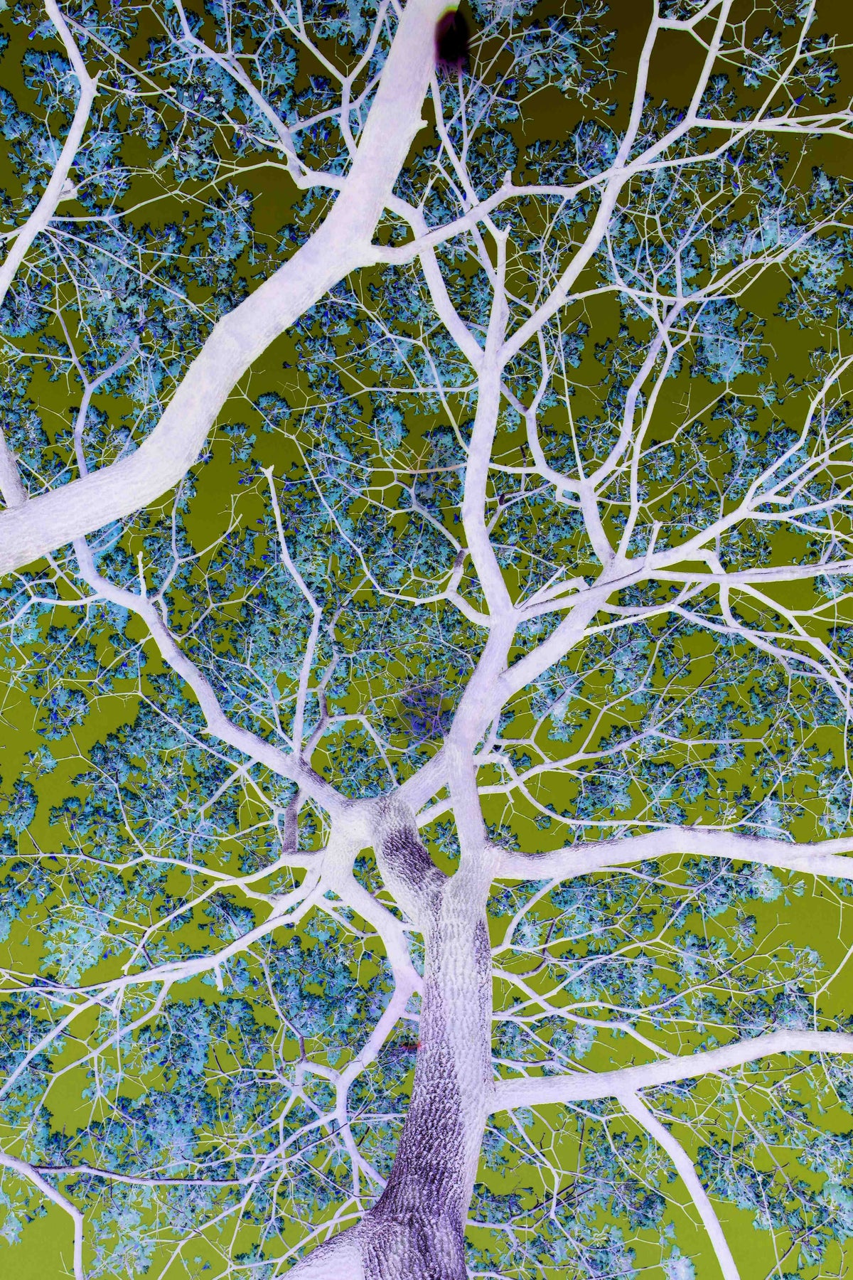 Große Wandbilder - Leuchtender Baum im digitalen Farbenspiel