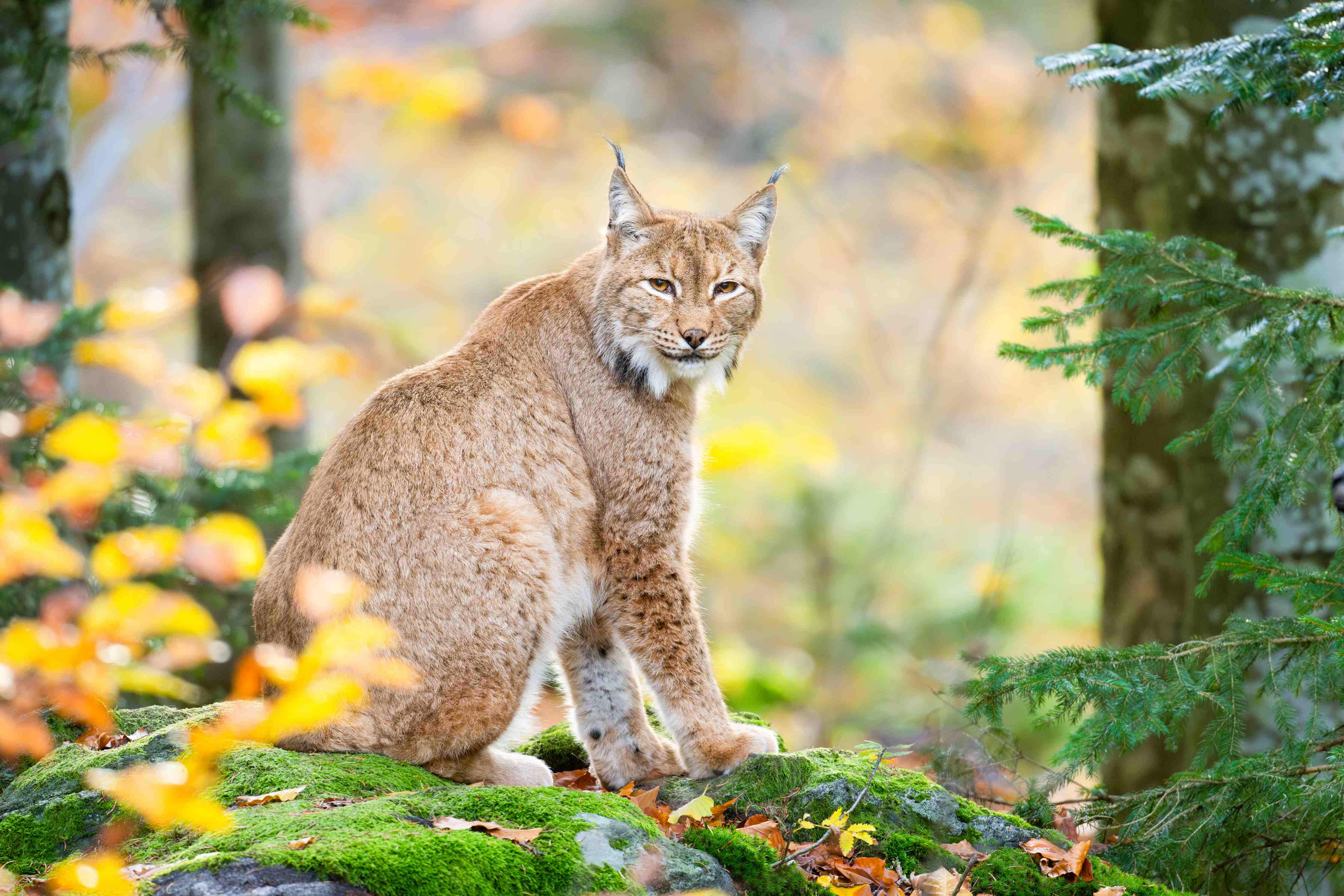 Große Wandbilder-Luchs in Herbstnatur mit bunten Blättern