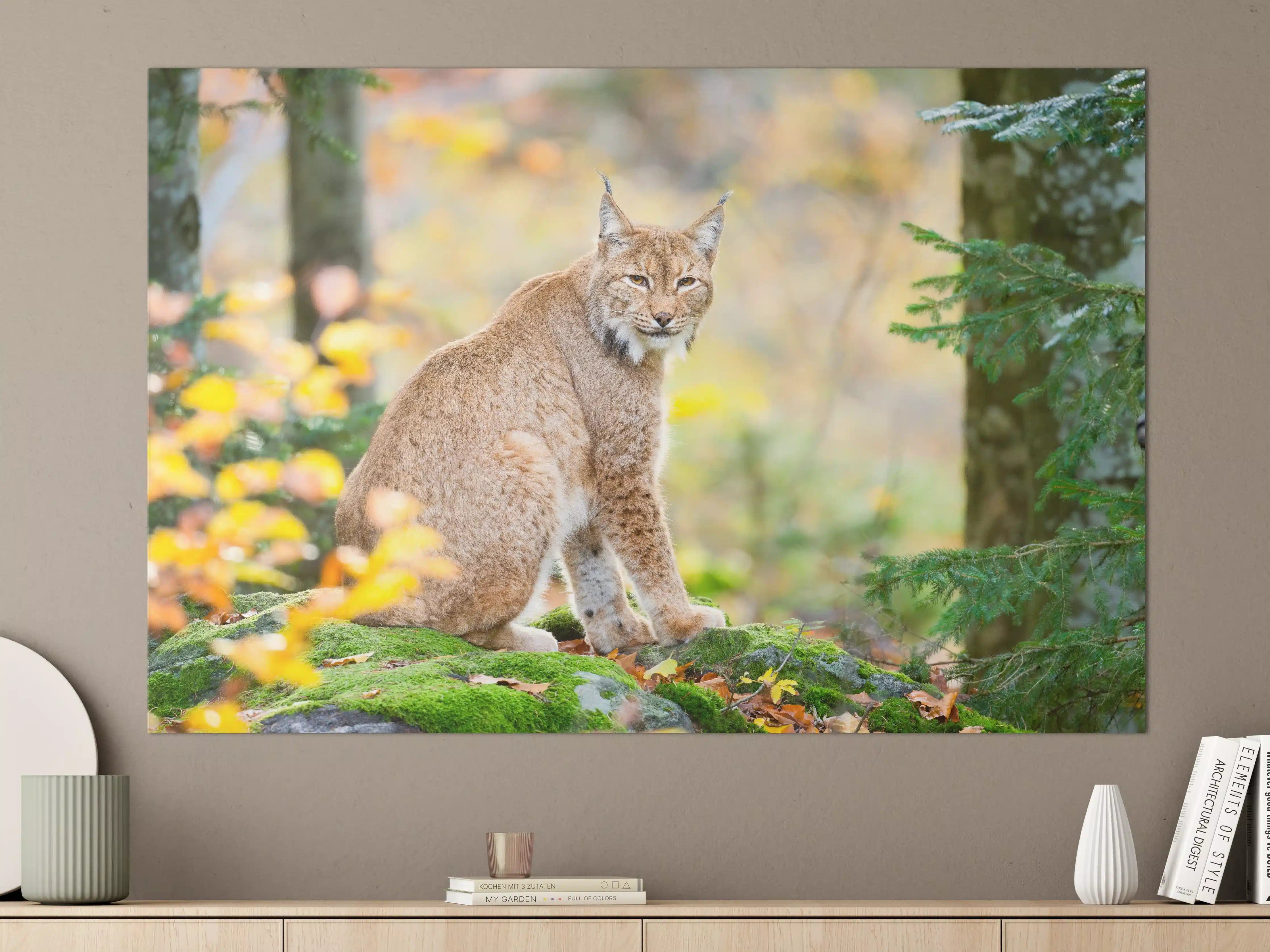 Große Wandbilder - Luchs in Herbstnatur mit bunten Blättern