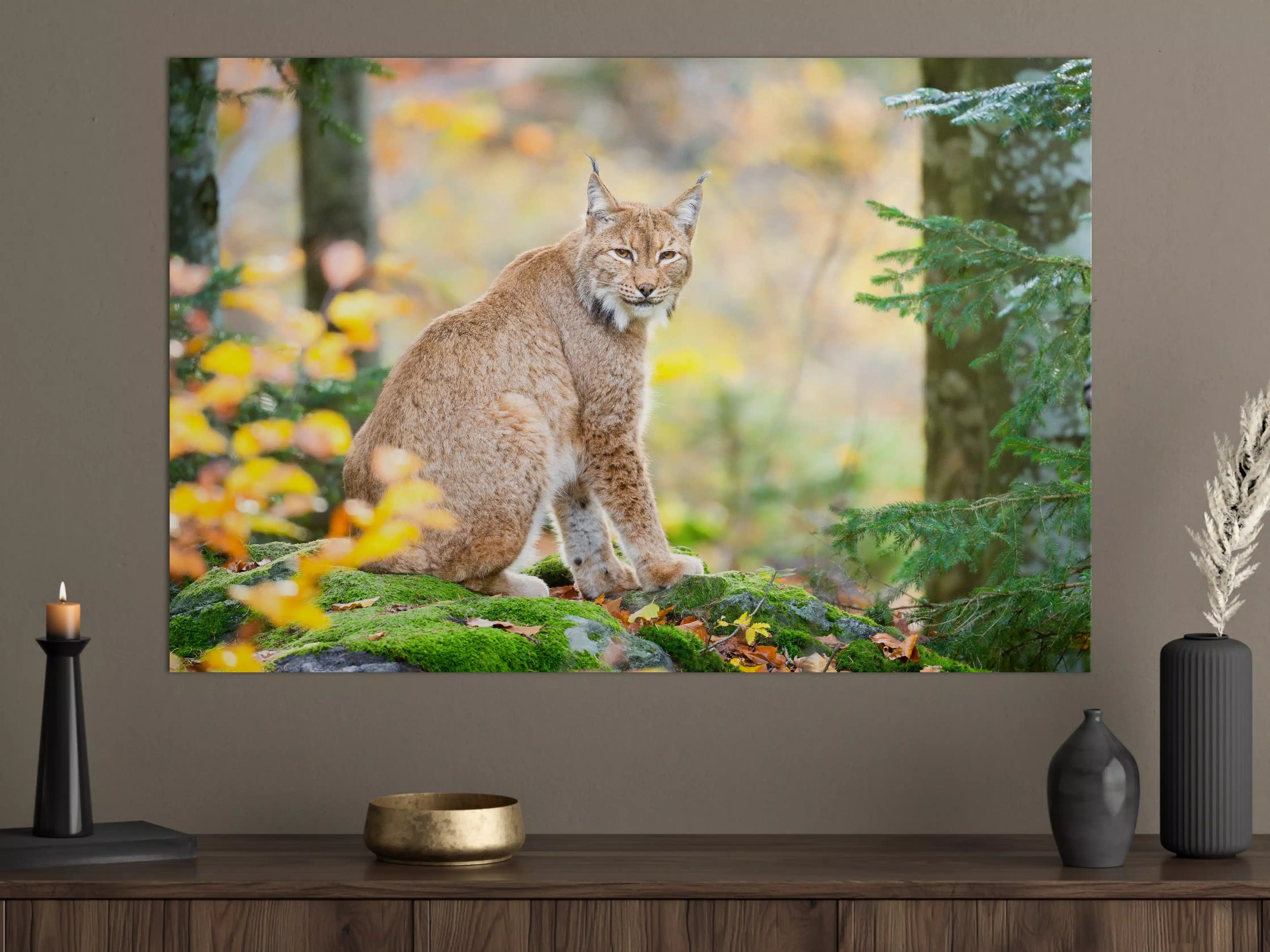 Große Wandbilder - Luchs in Herbstnatur mit bunten Blättern