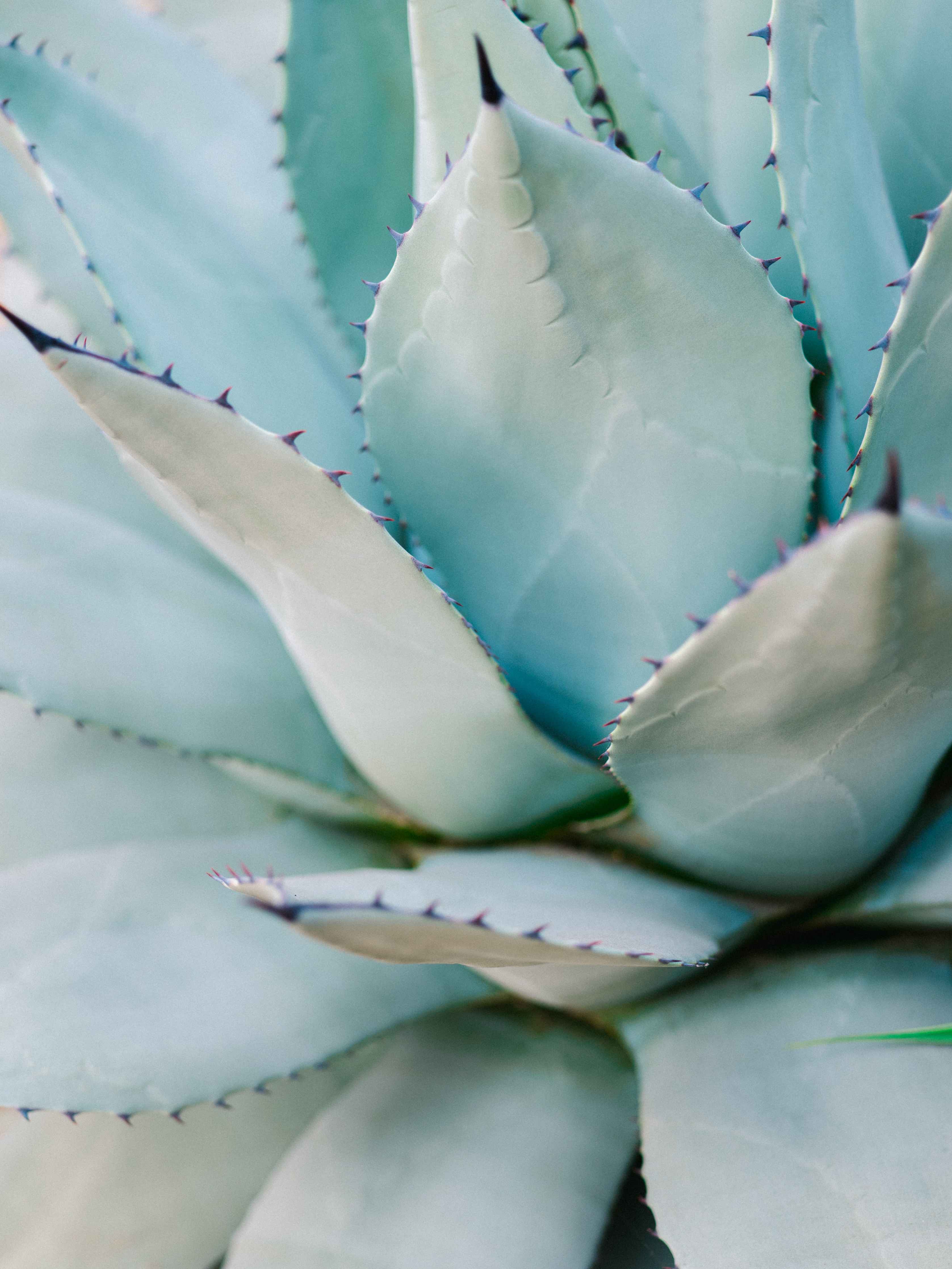 Große Wandbilder-Luxuriöse Agave in zartem Blau