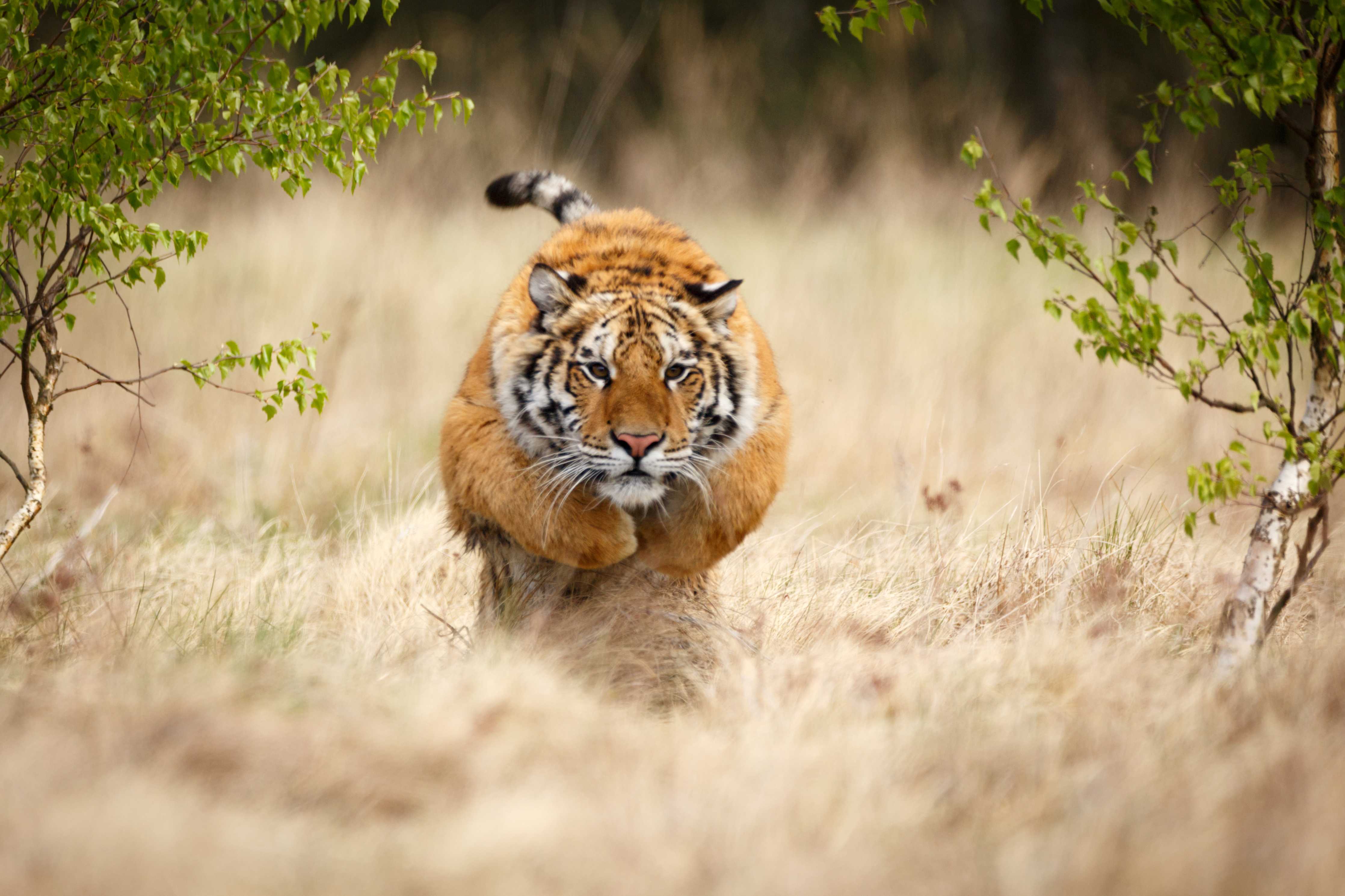 Große Wandbilder-Mächtiger Sibirischer Tiger
