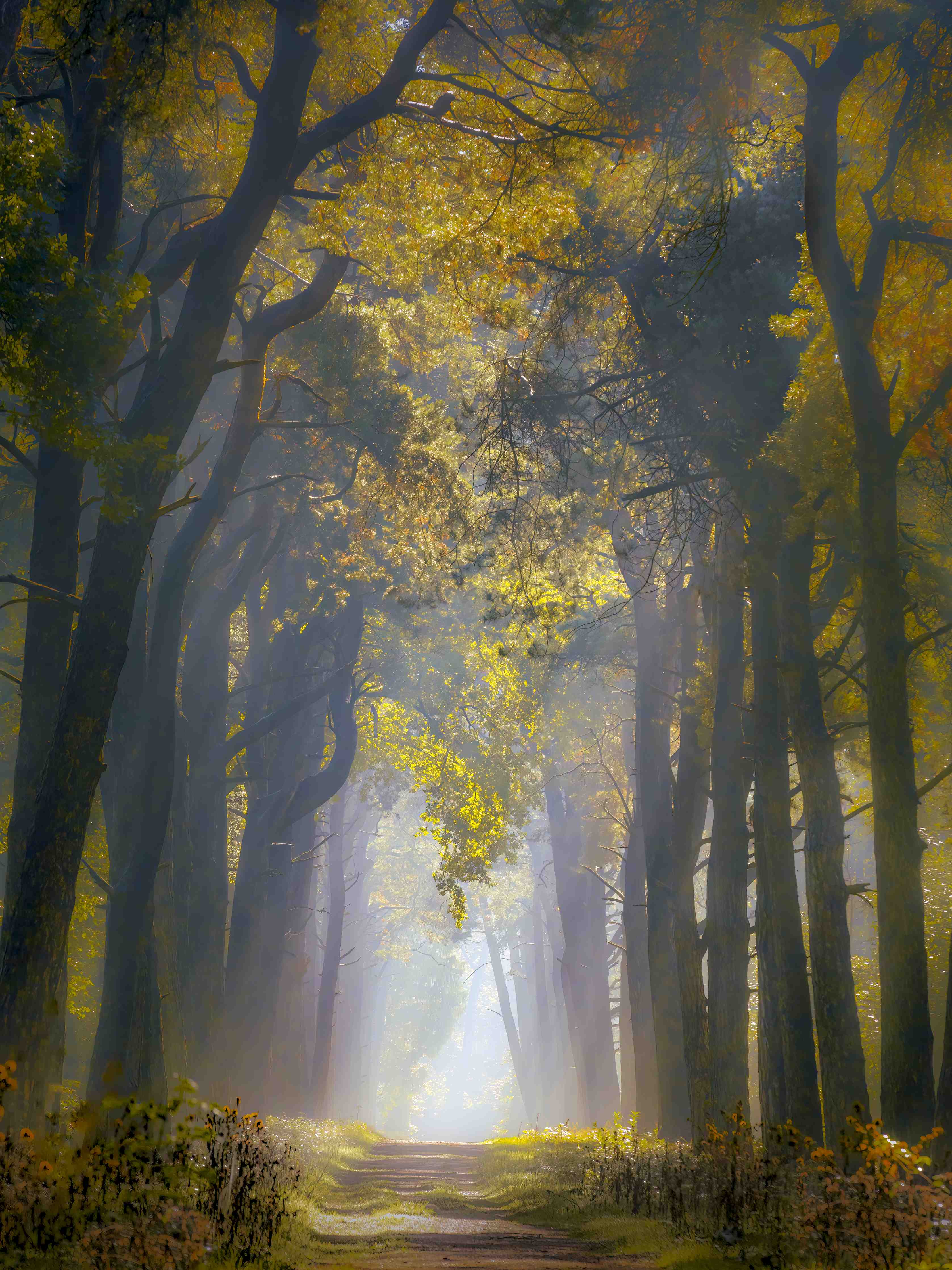 Große Wandbilder-Märchenhafter Wald im Morgenlicht