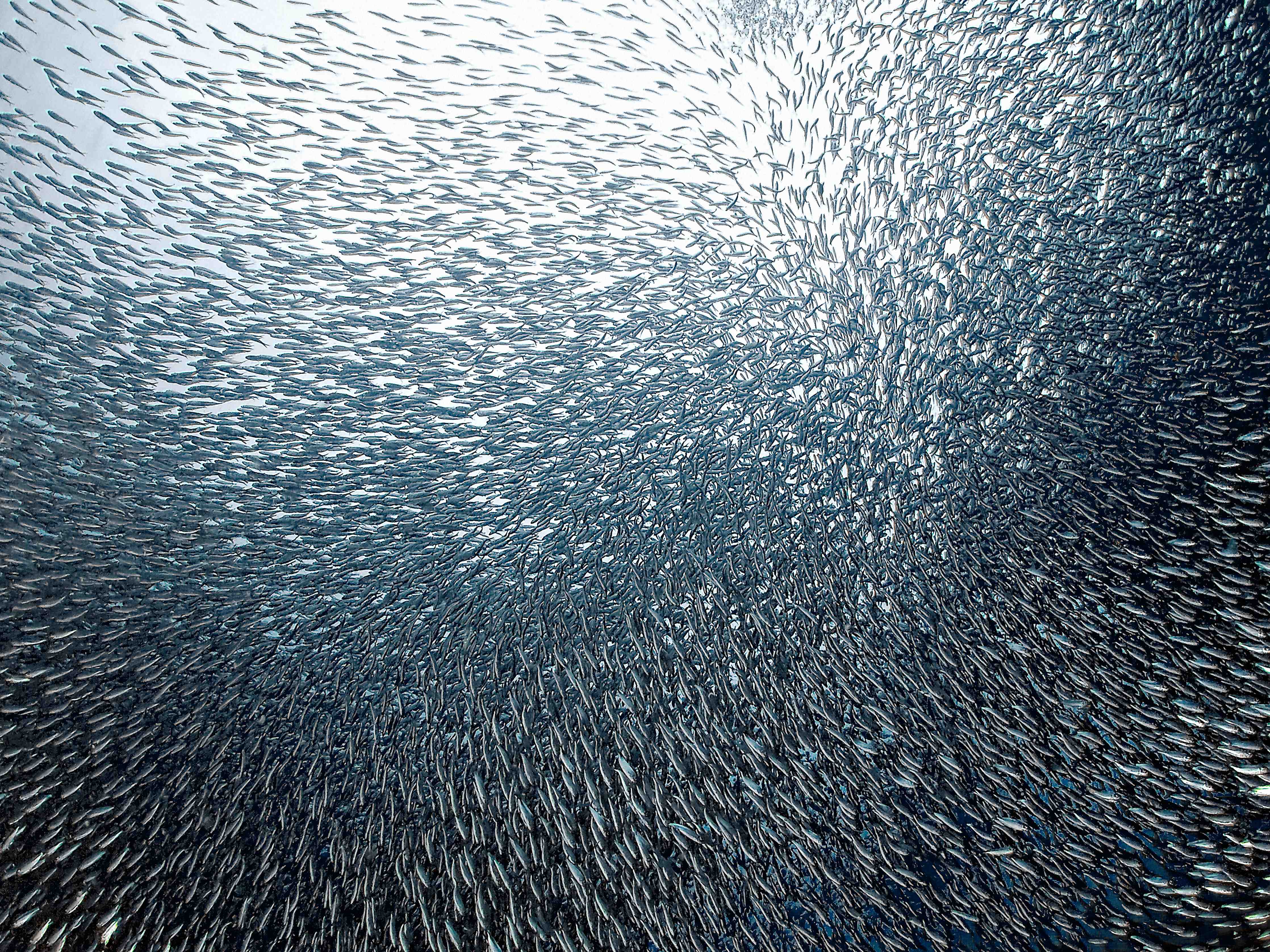 Große Wandbilder-Magische Unterwasserwelt mit schimmernden Fischschwärmen