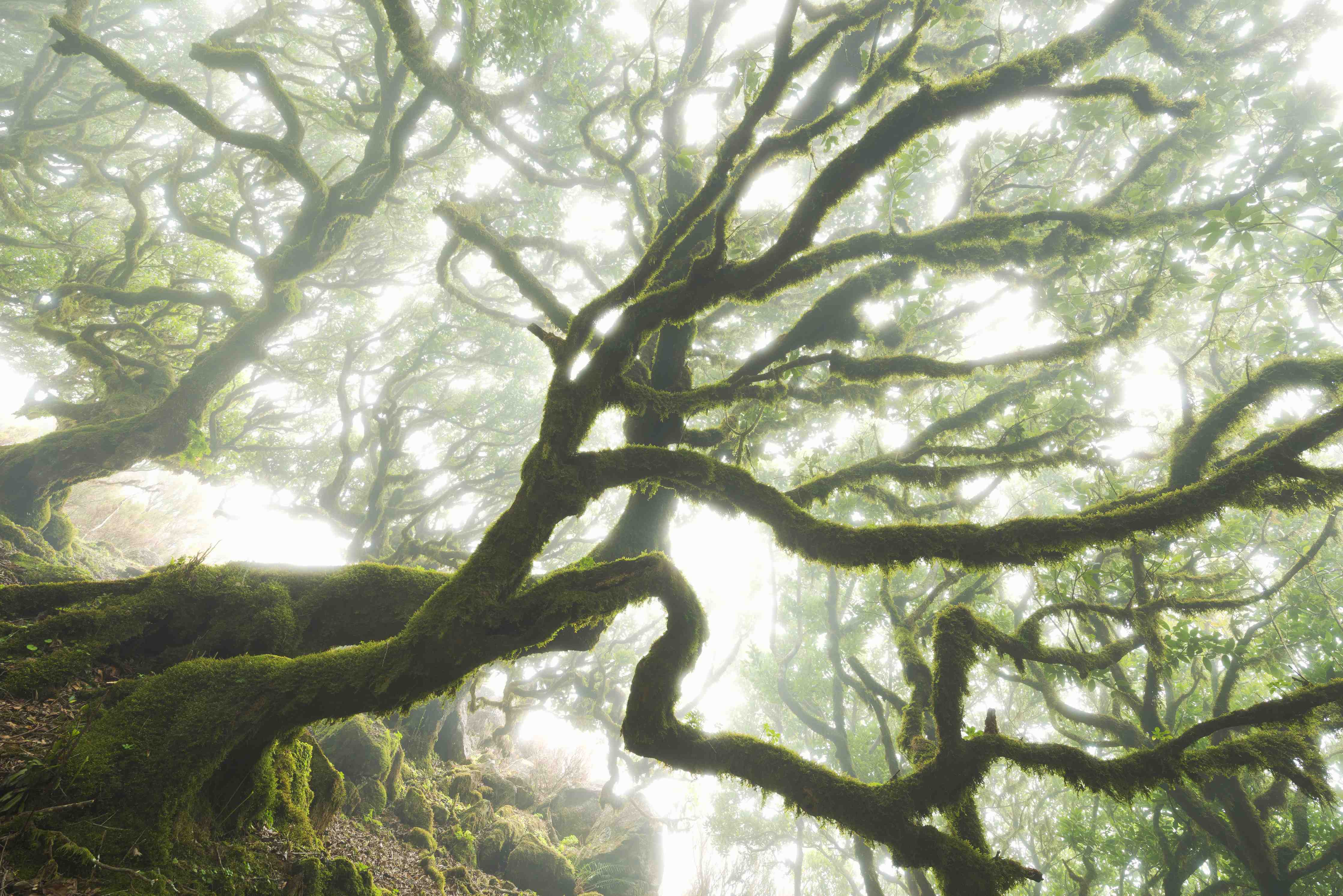 Große Wandbilder-Magischer Baum