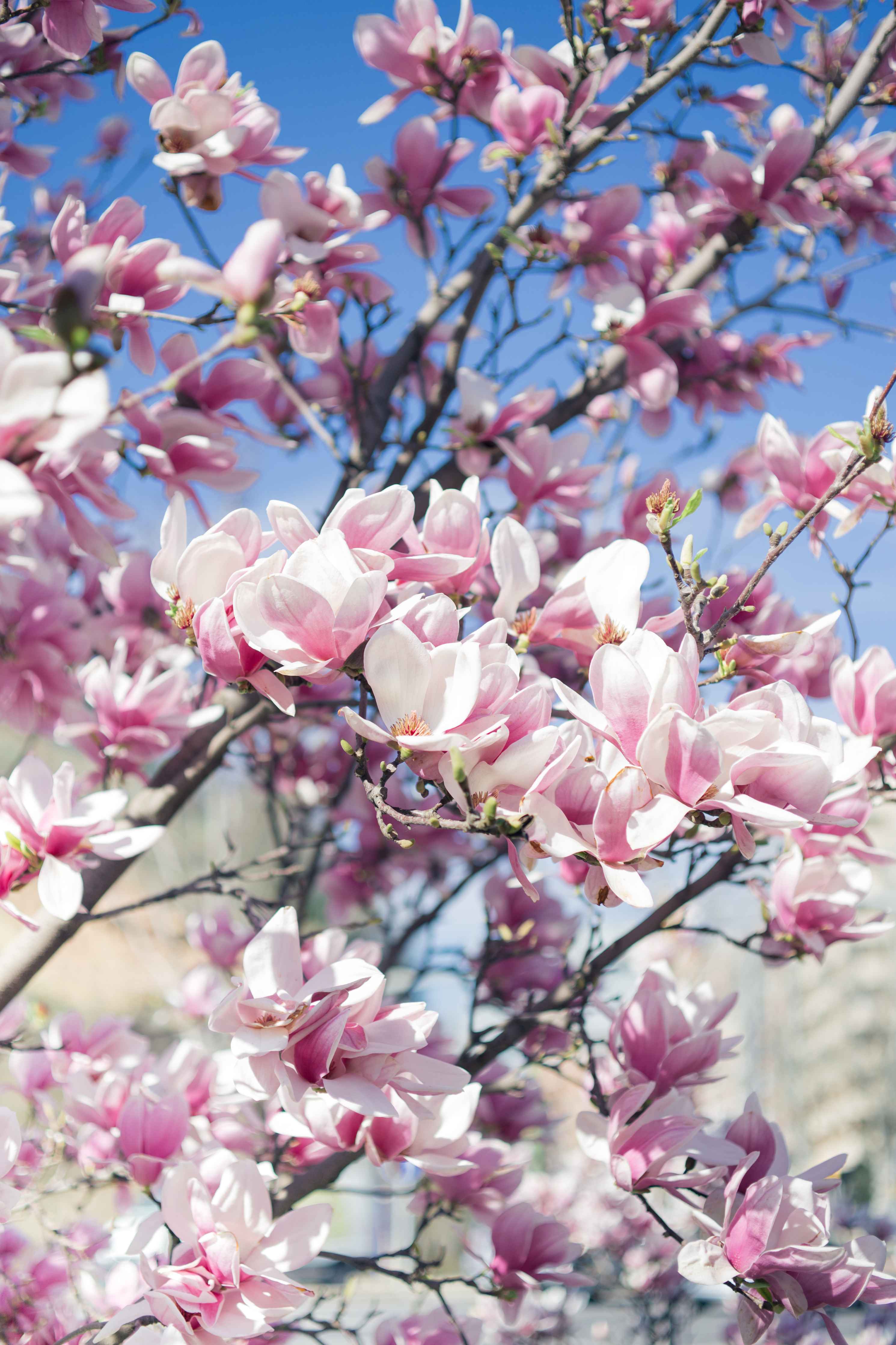 Große Wandbilder-Magnolienblüten vor blauem Himmel