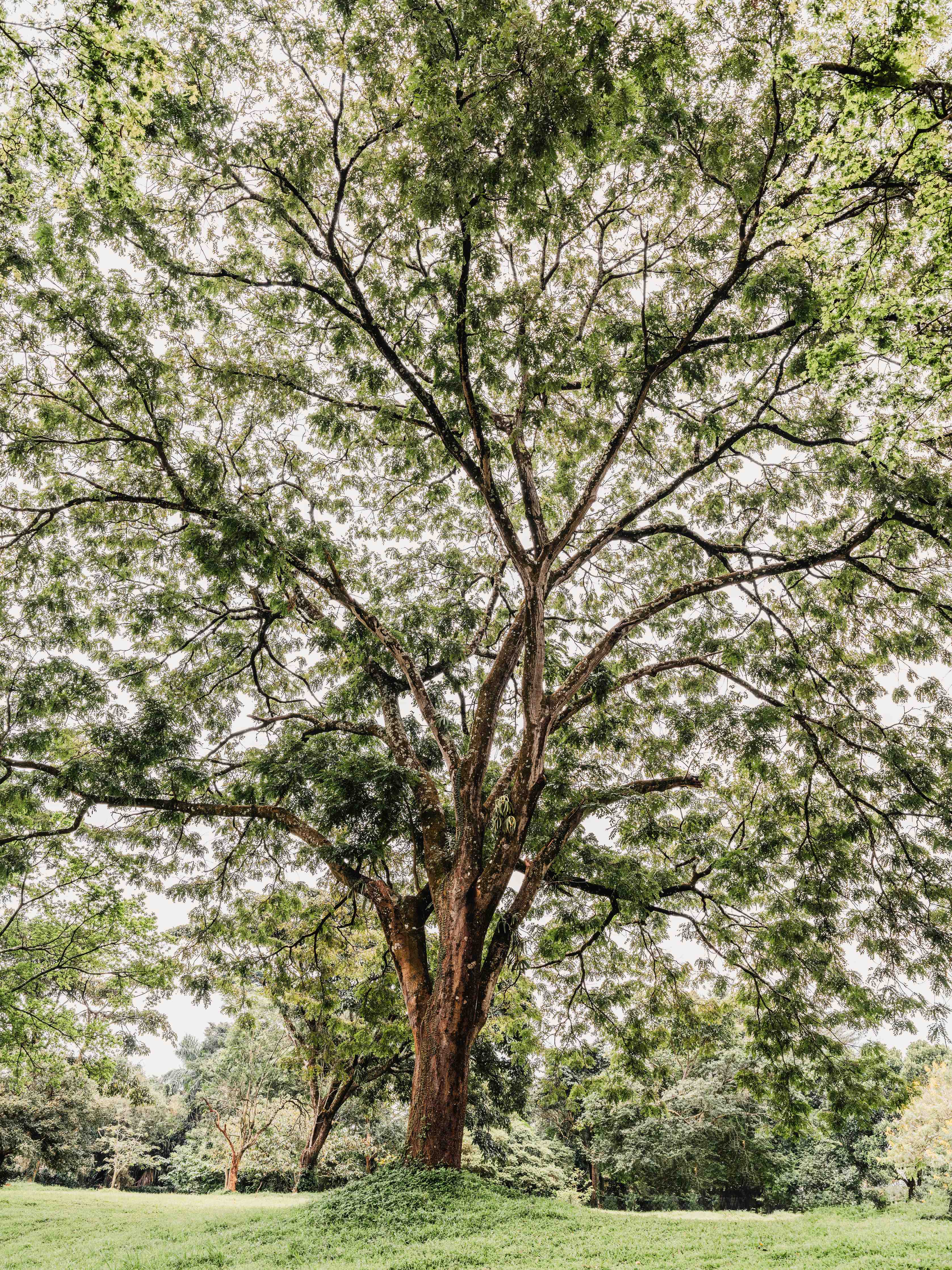 Große Wandbilder-Majestätischer Baum im Park