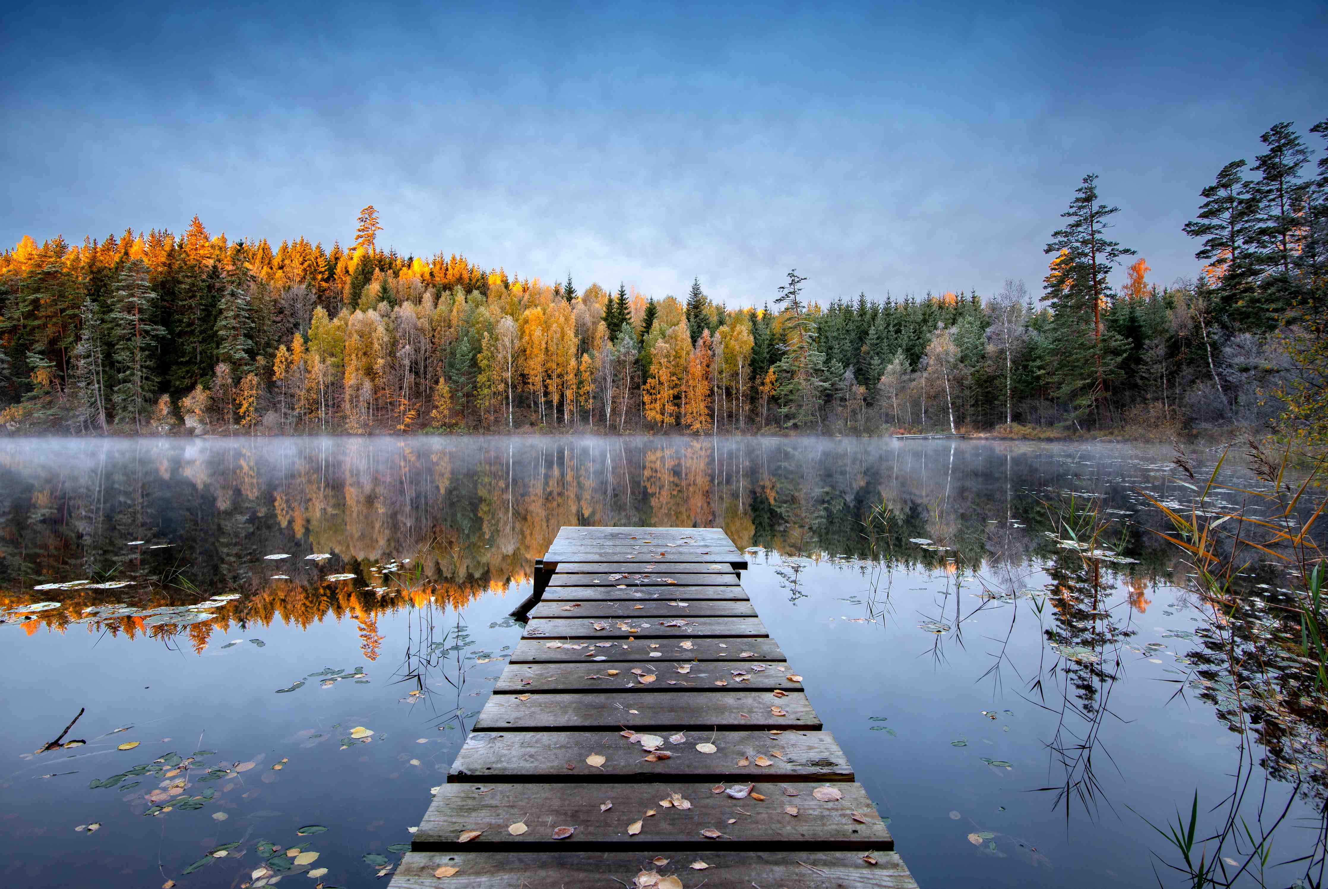 Große Wandbilder-Malerei: Wasserreflexionen im Wald