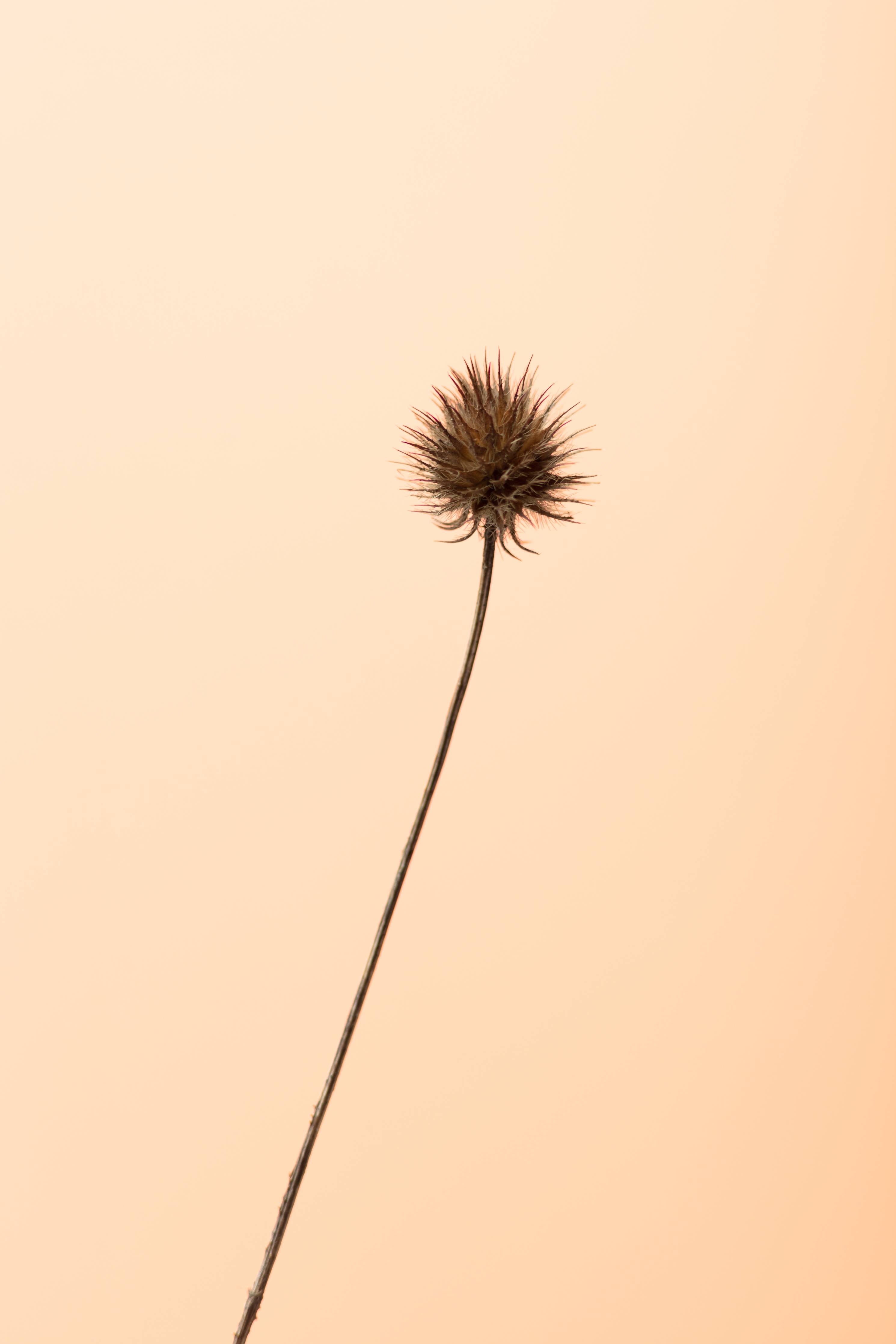 Große Wandbilder-Minimalistische Pflanzenaufnahme