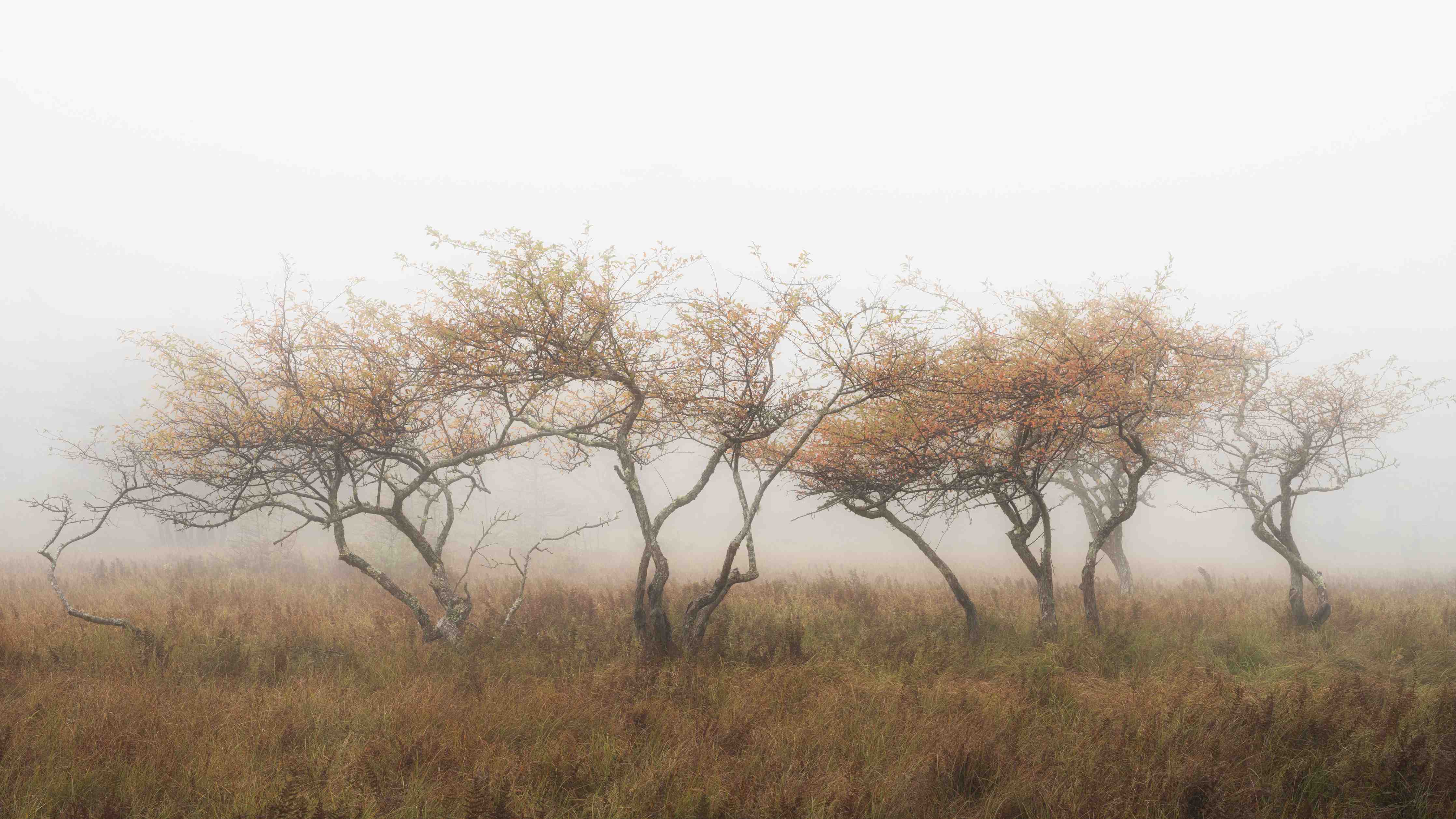 Große Wandbilder-Misty Trees in Autumn