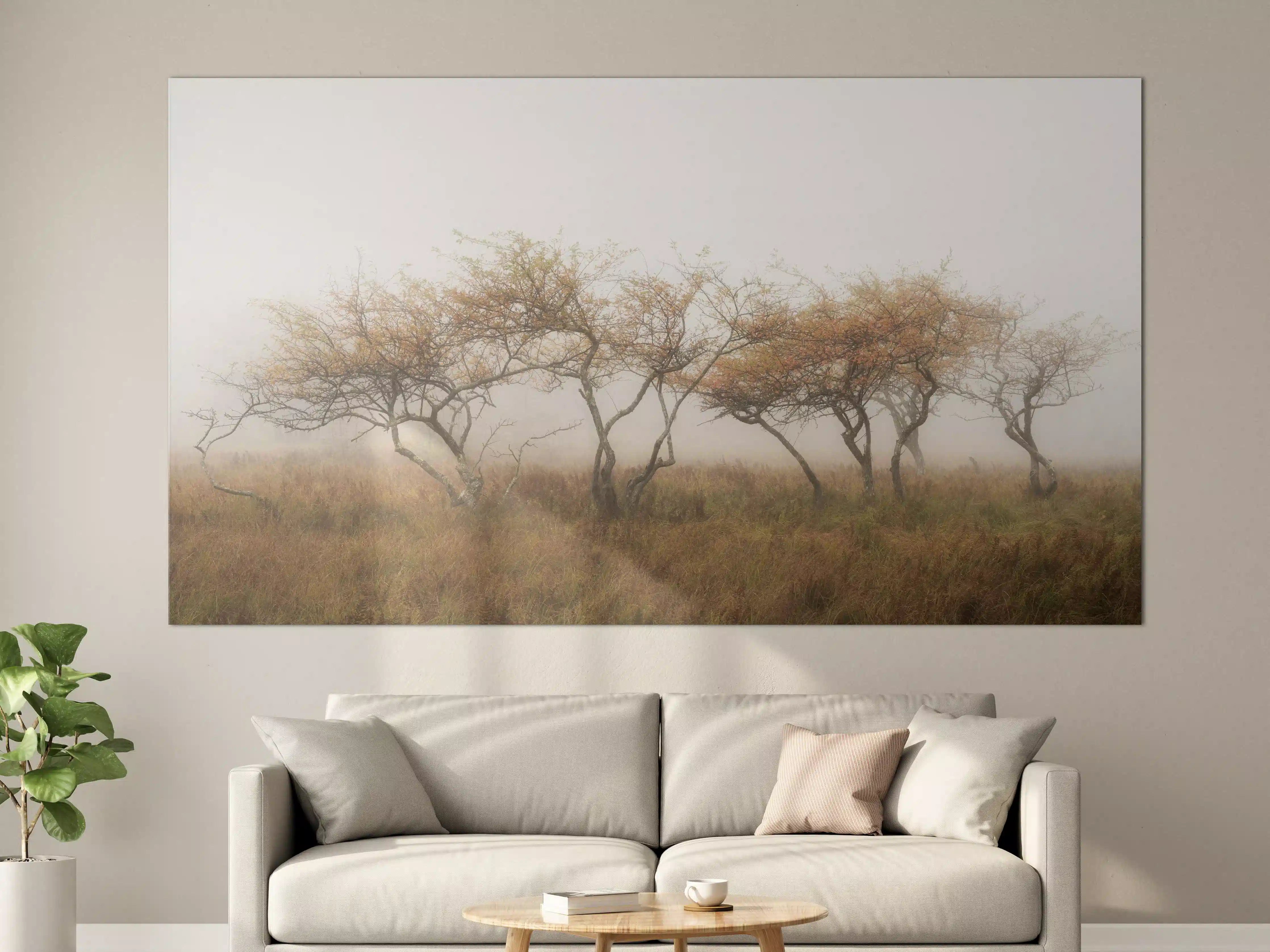 Große Wandbilder - Misty Trees in Autumn