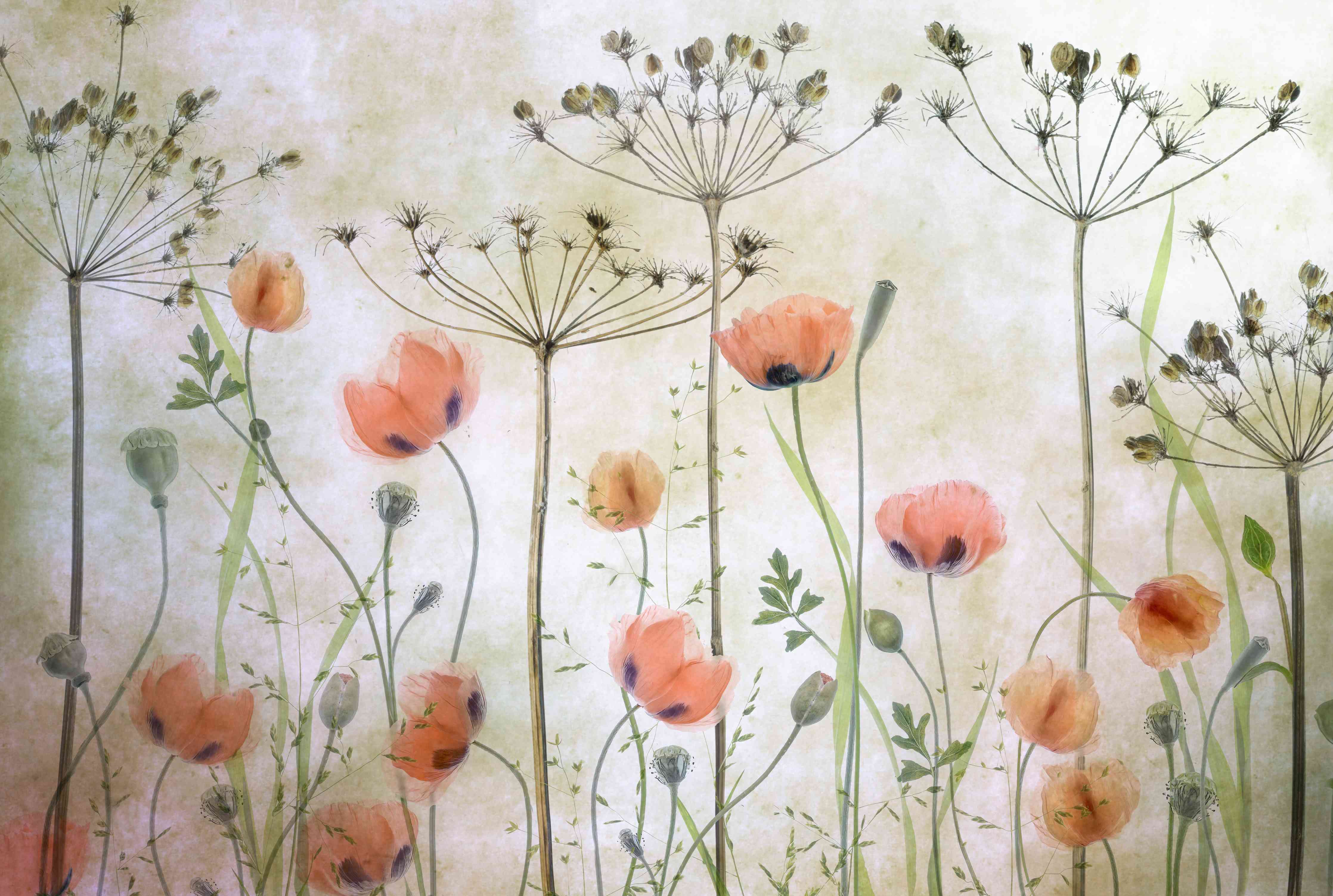 Große Wandbilder-Mohnblumen - Florale Zeichnung