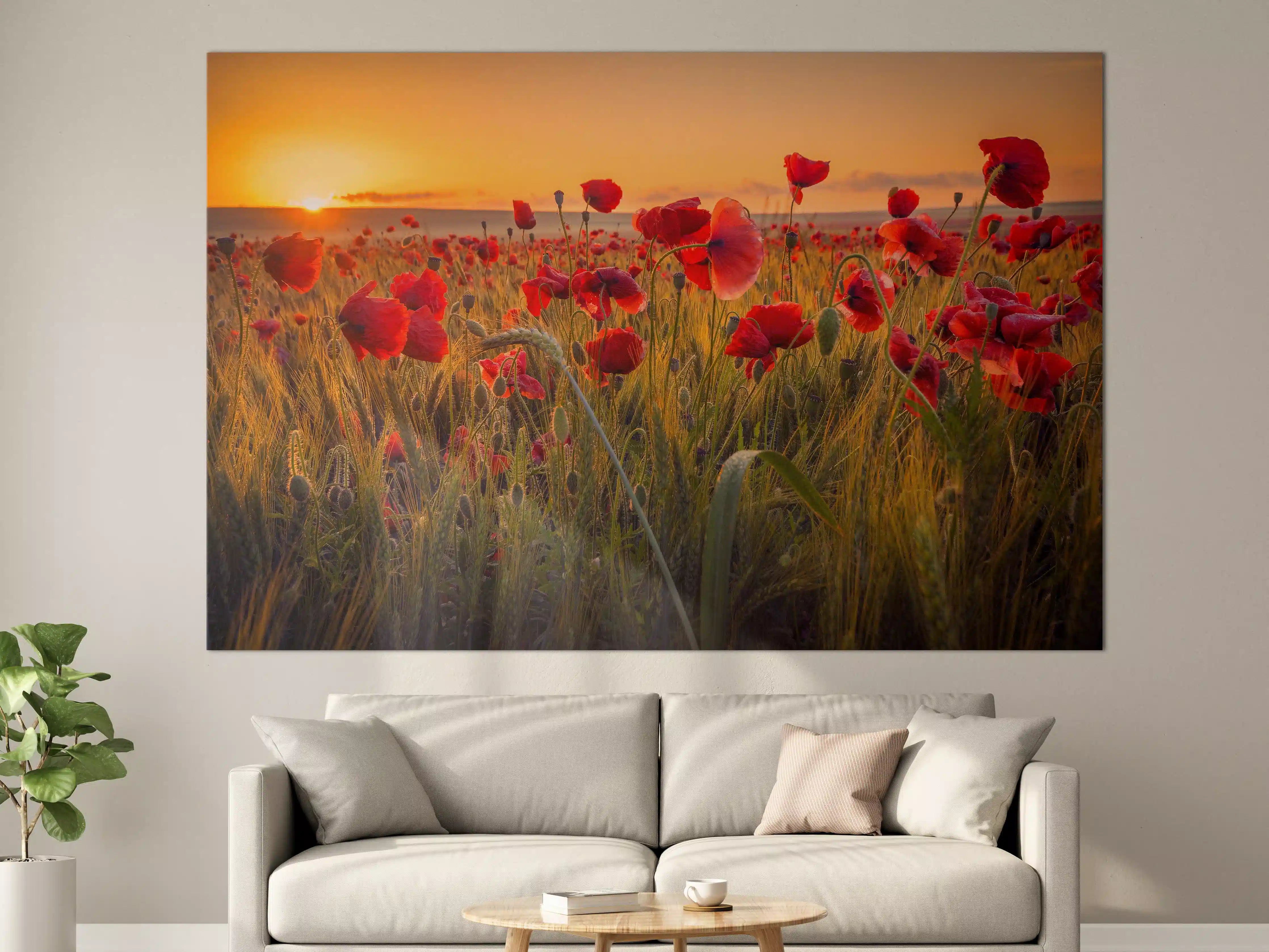 Große Wandbilder - Mohnblumen beim Sonnenuntergang