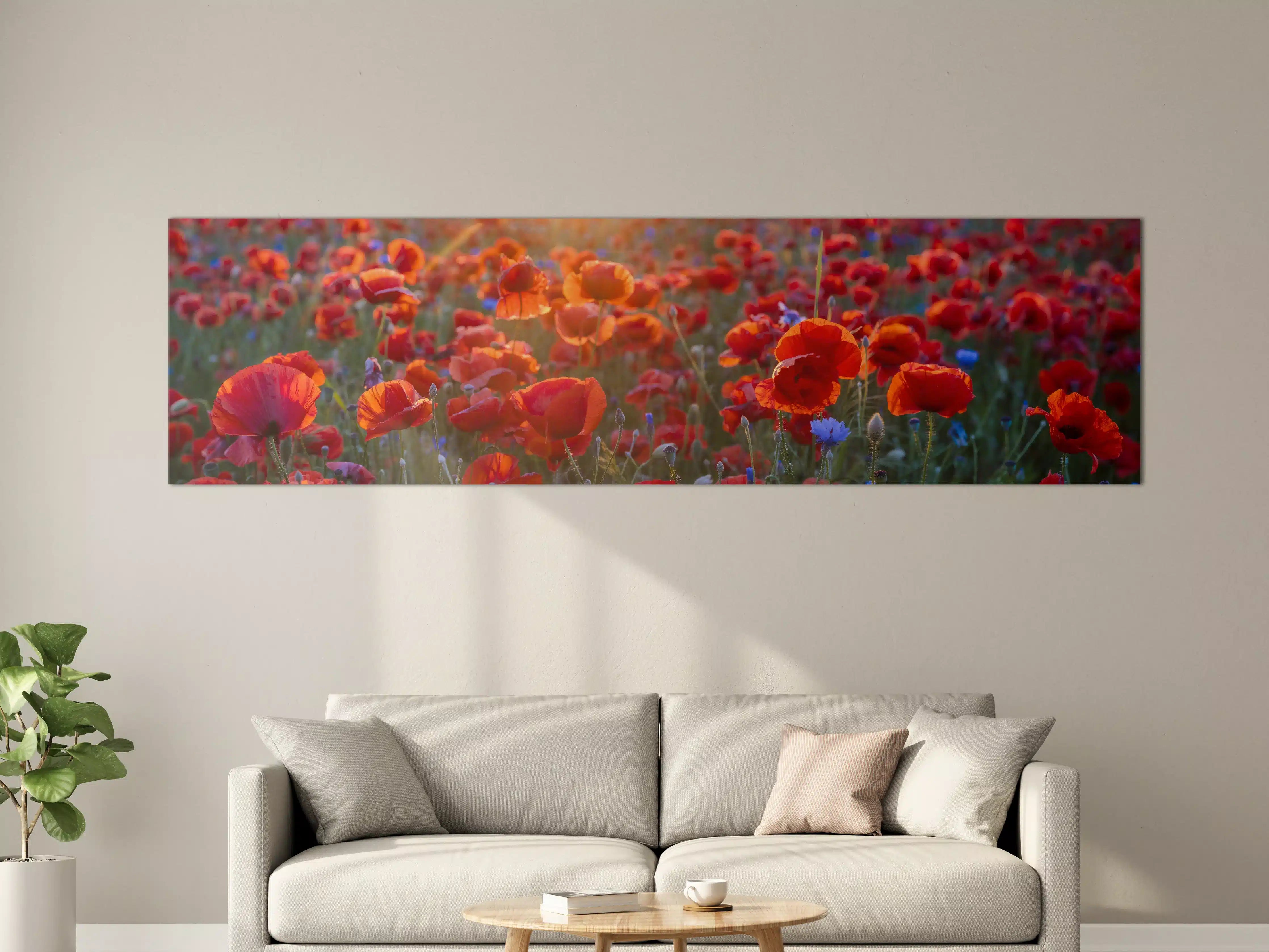 Große Wandbilder - Mohnwiese im Licht der untergehenden Sonne
