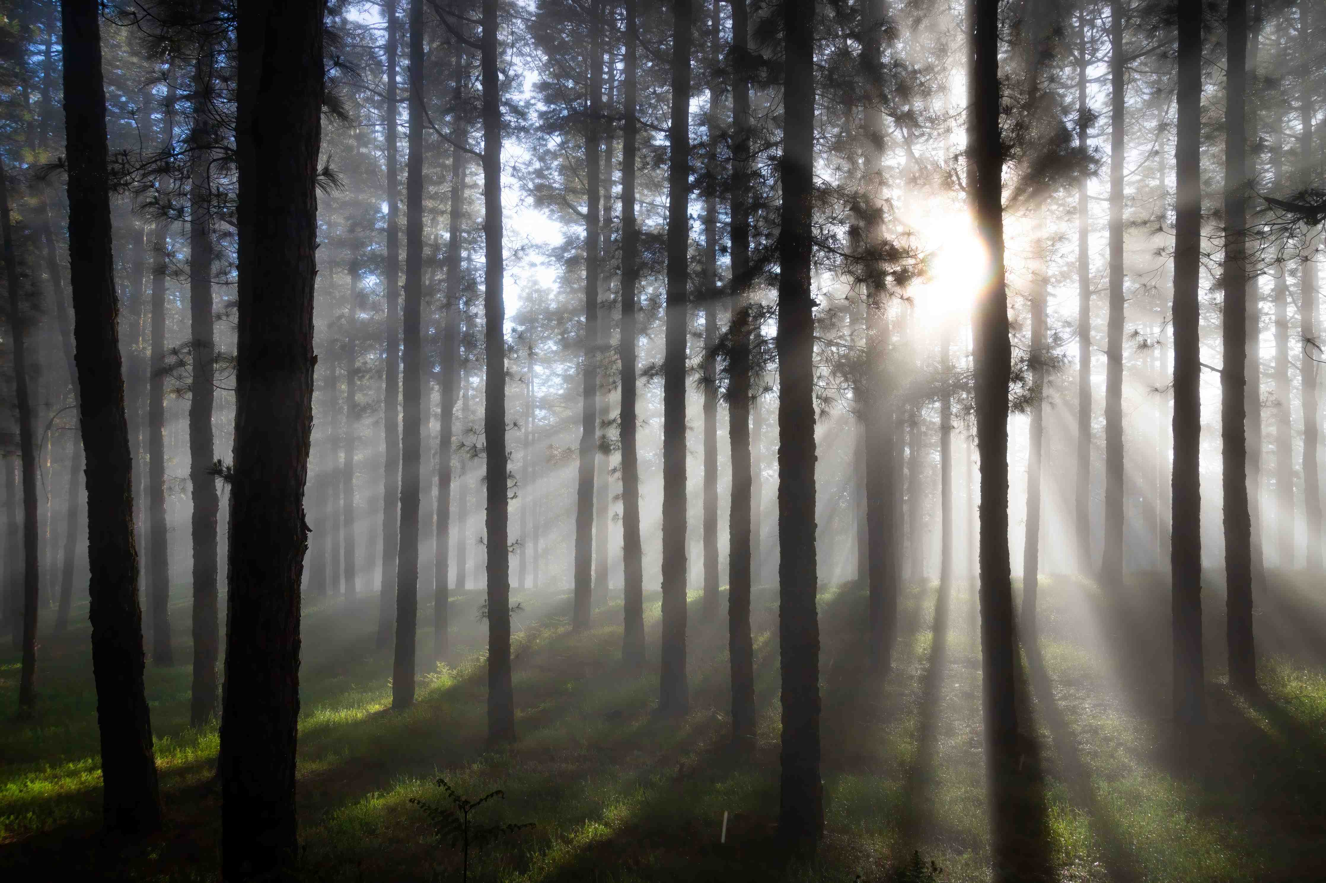 Große Wandbilder-Morgenlicht im Wald
