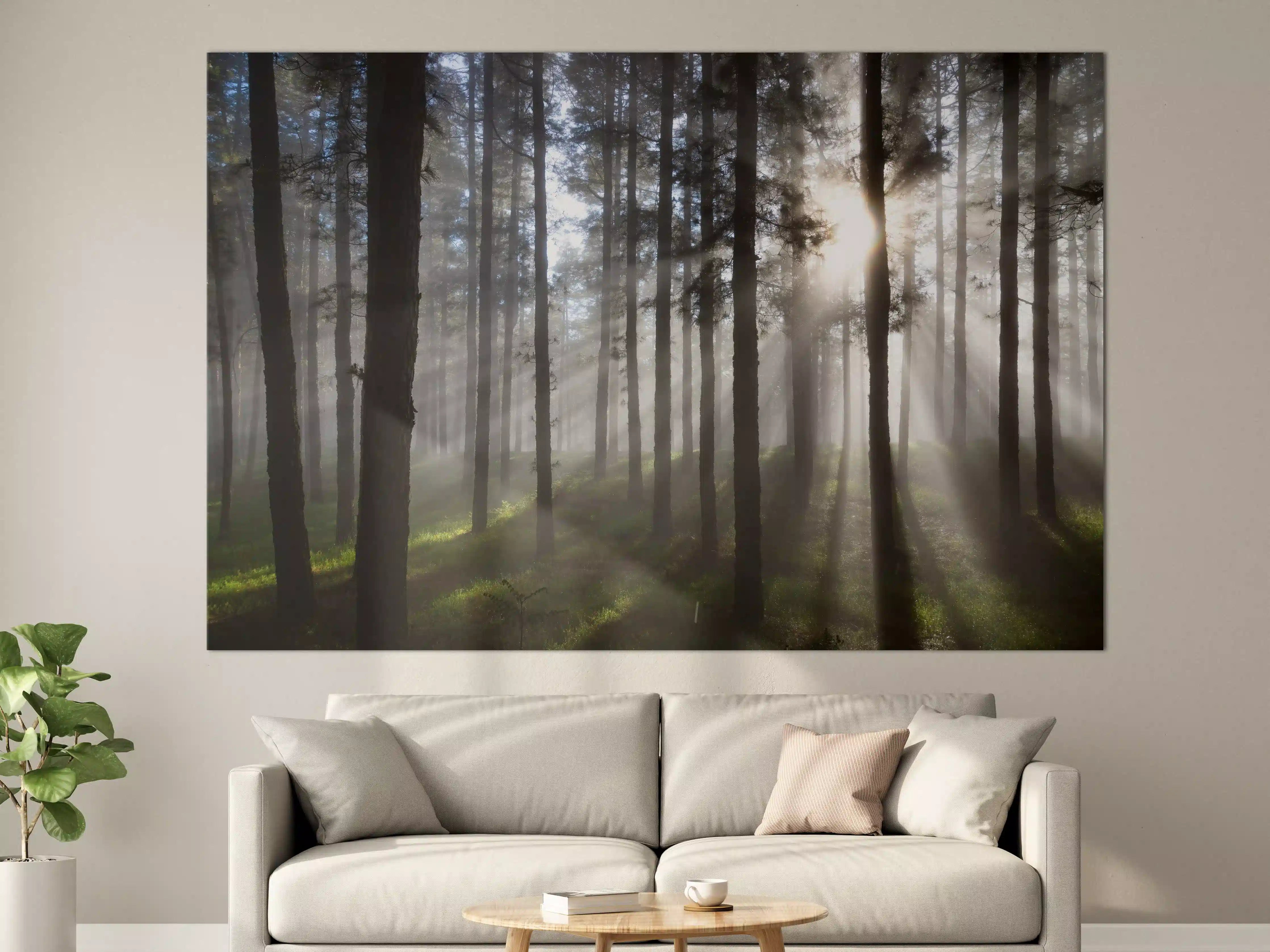 Große Wandbilder - Morgenlicht im Wald