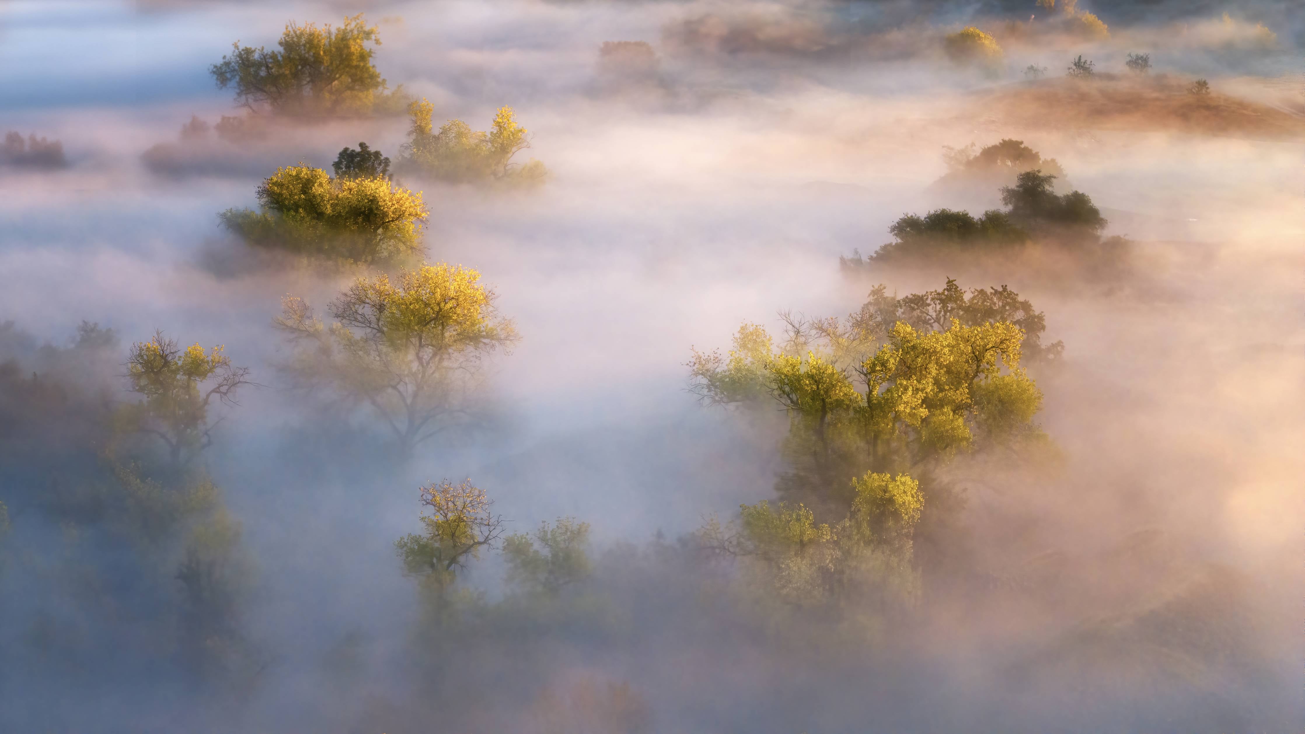 Große Wandbilder-Morgennebel über den Bäumen