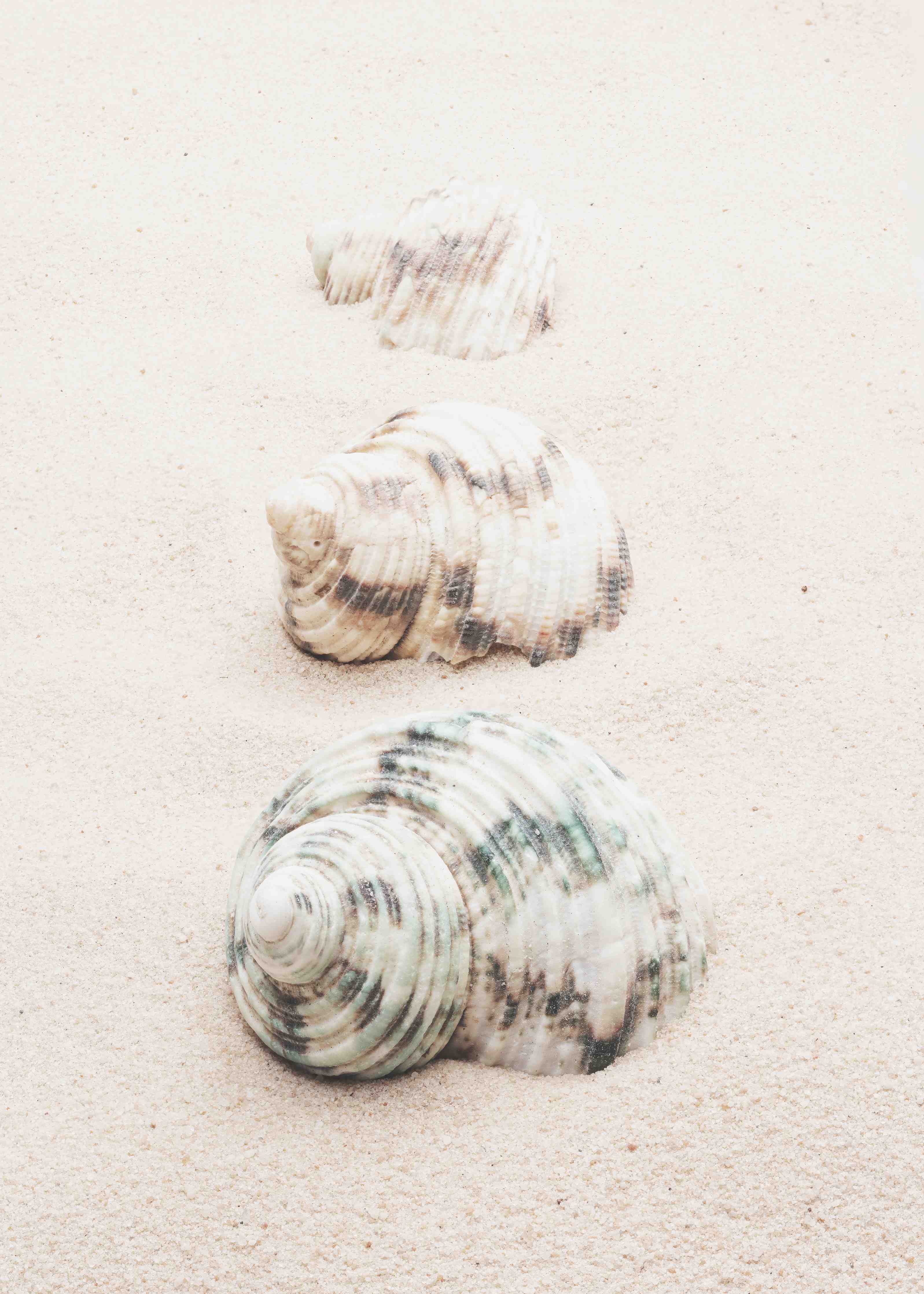 Große Wandbilder-Muscheln am Strand
