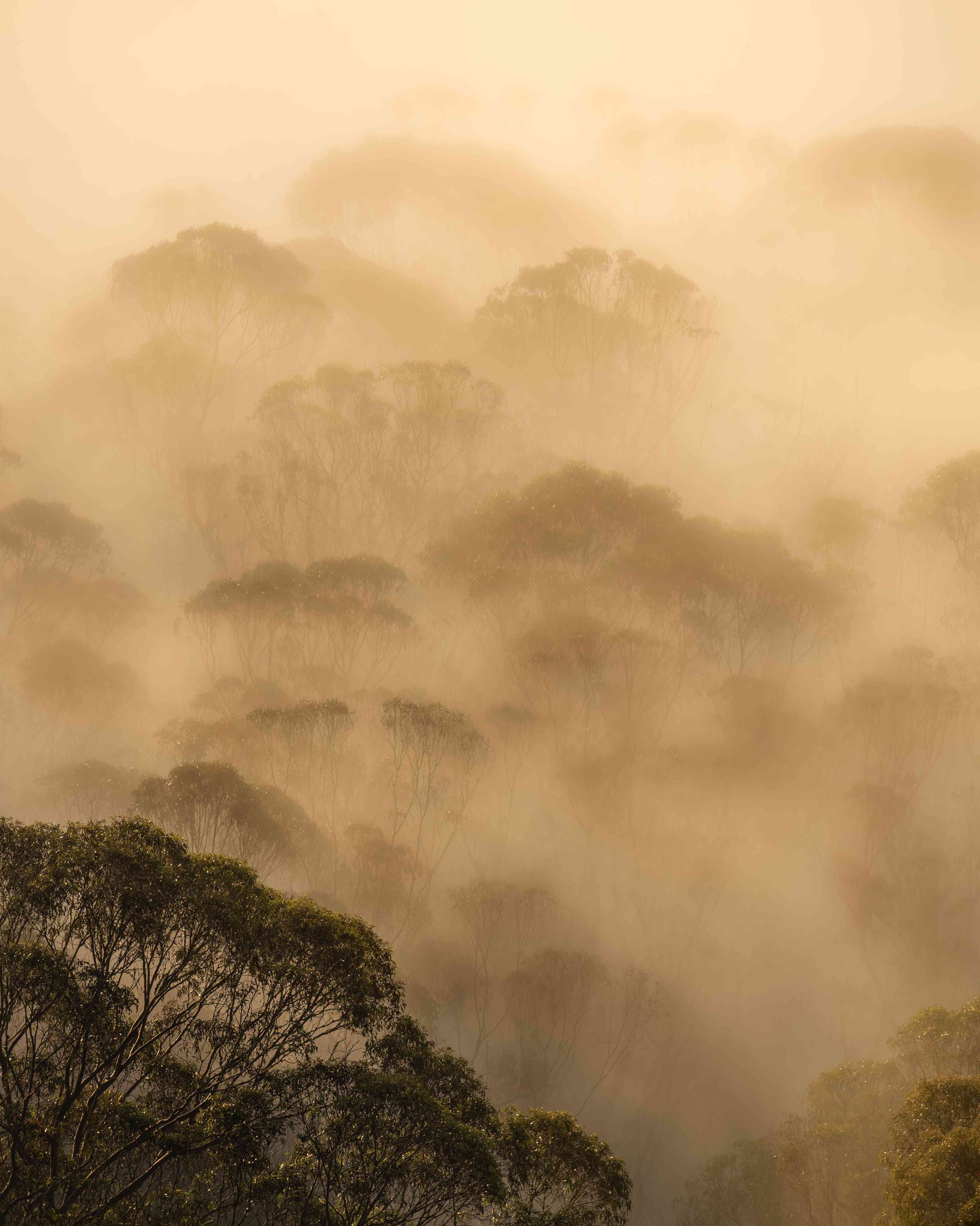 Große Wandbilder-Mystischer Nebel im Dschungel