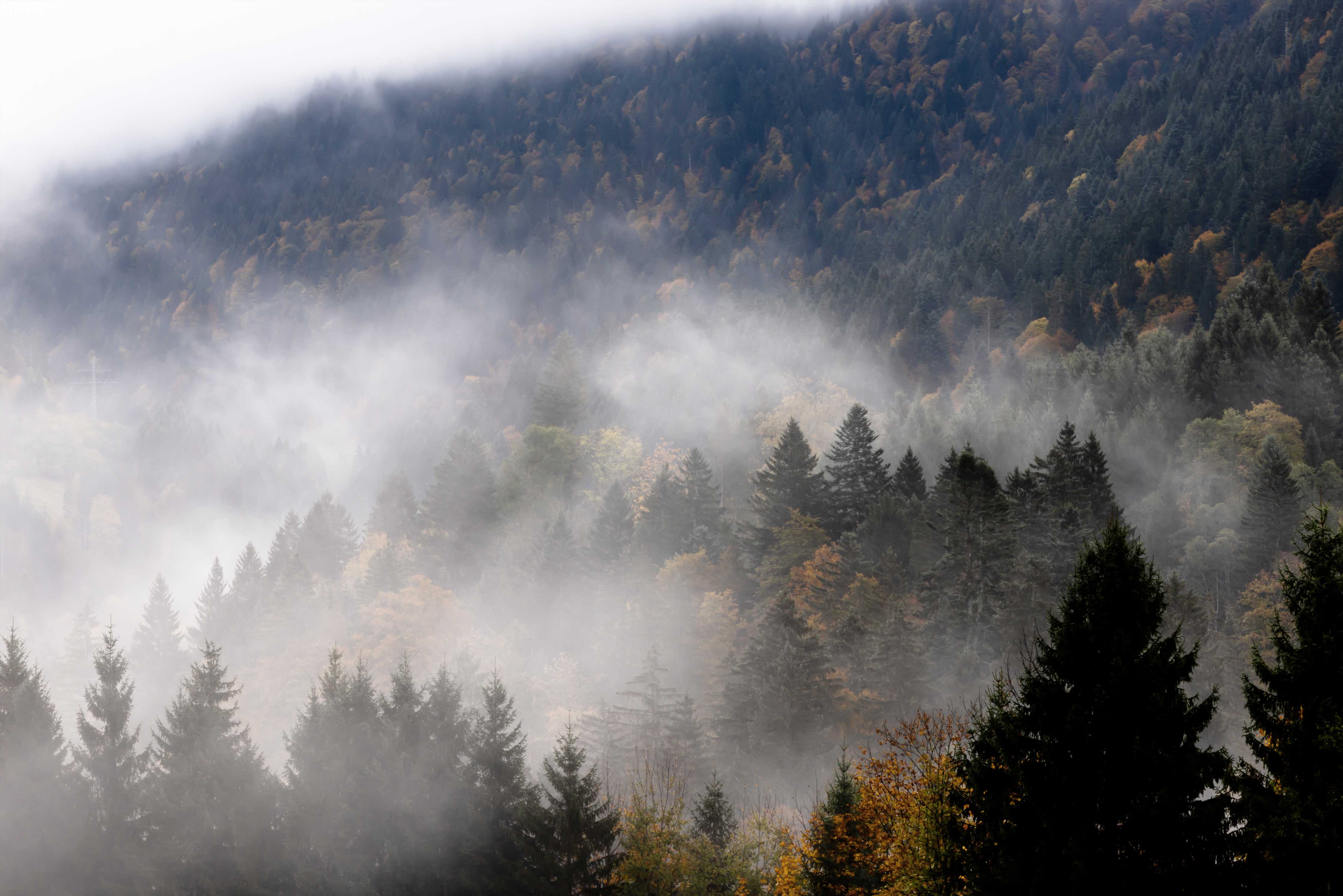 Große Wandbilder-Mystischer Nebel im Wald