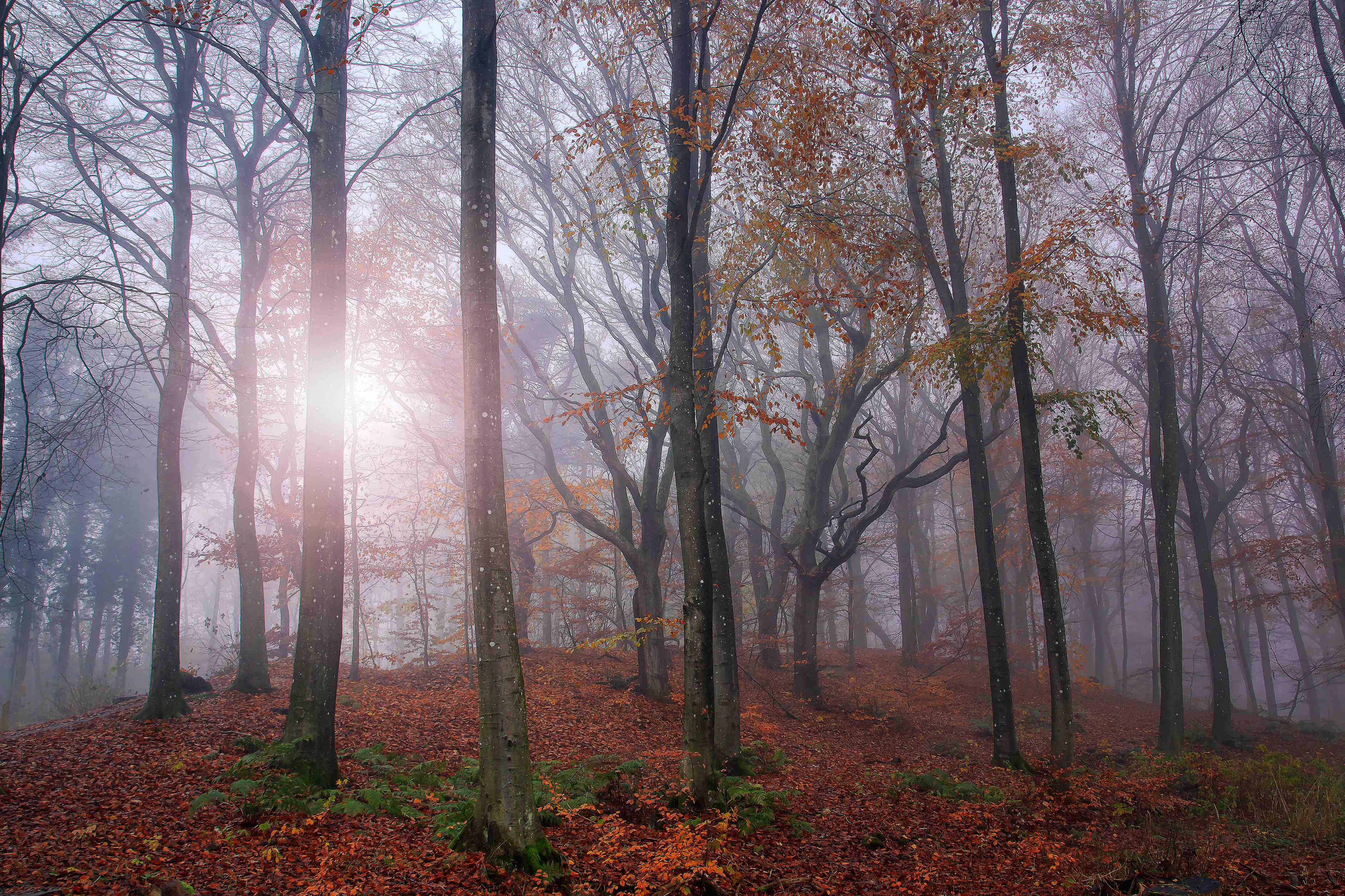 Große Wandbilder-Mystischer Wald im Nebel bei Sonnenaufgang