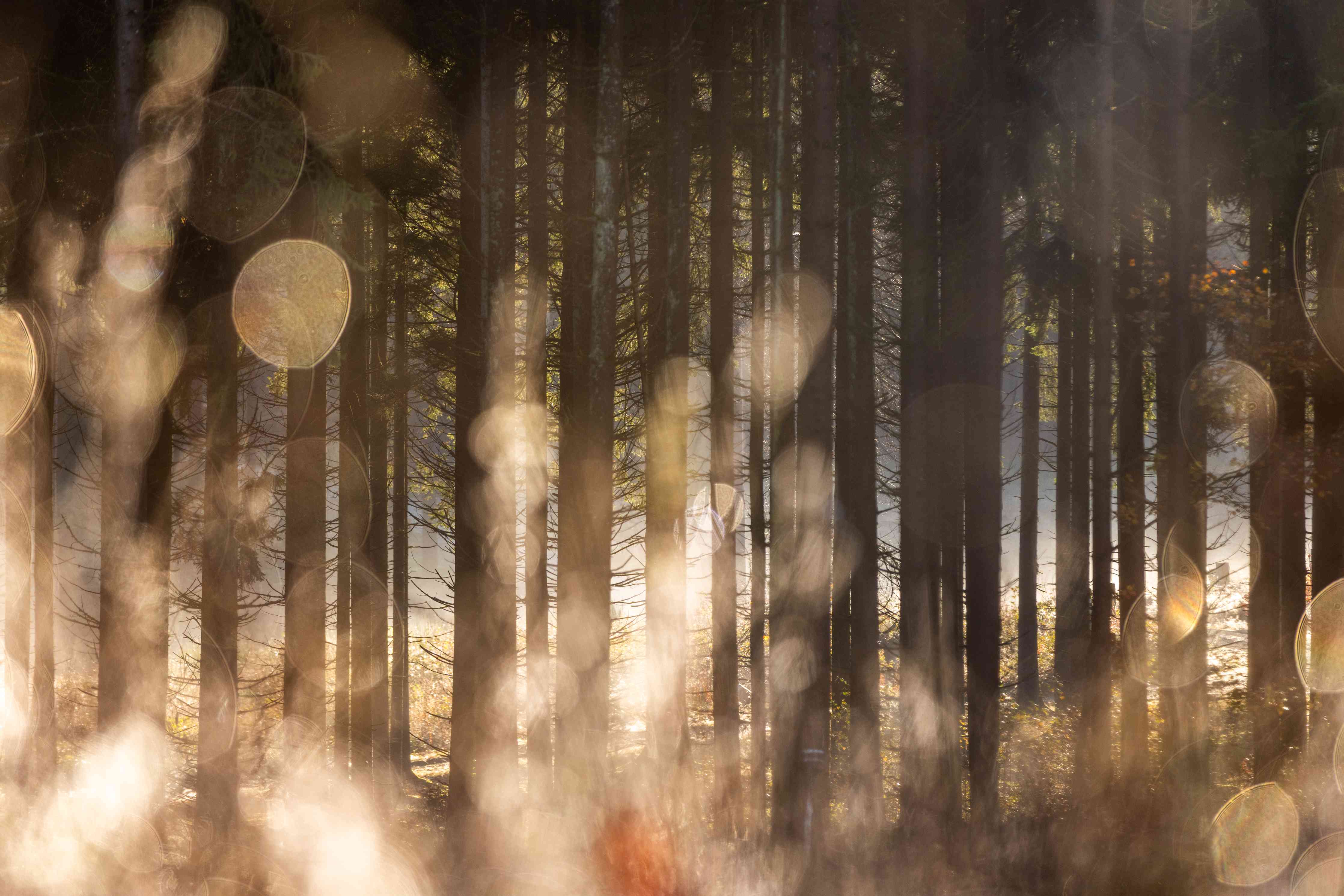Große Wandbilder-Mystischer Waldboden mit Sonnenlicht-Effekten