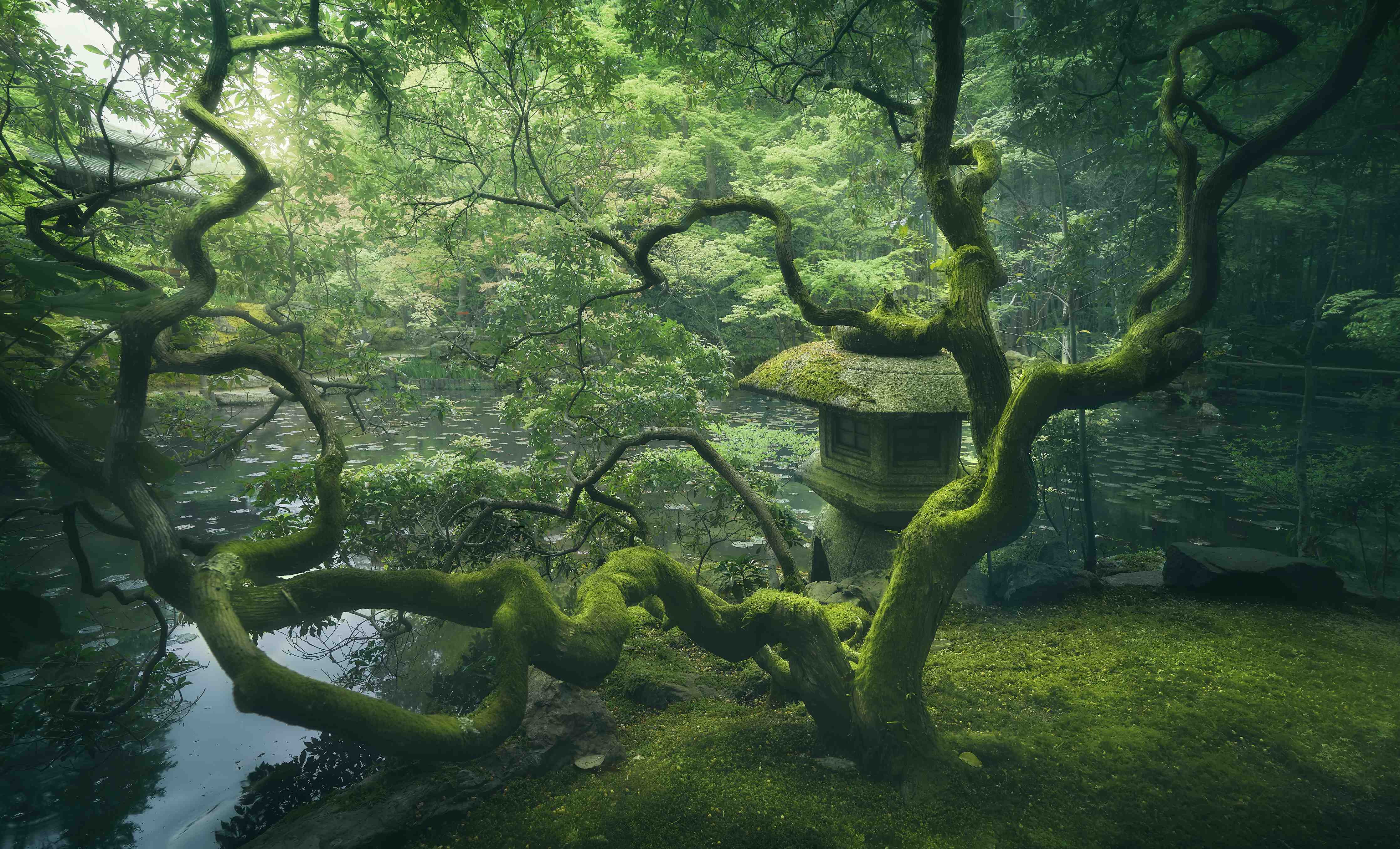 Große Wandbilder-Mystischer grün bewachsener Baum im Zen-Garten