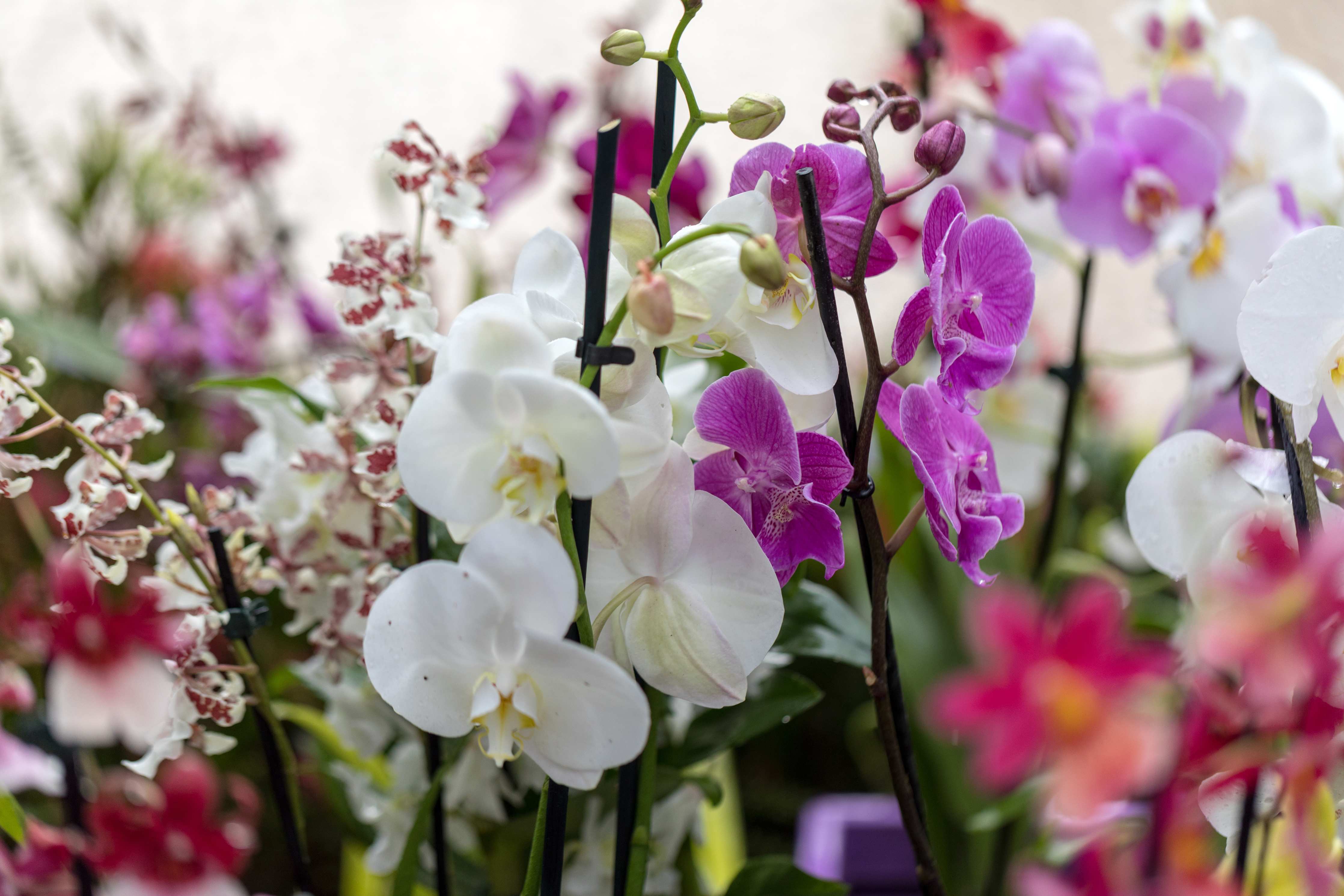 Große Wandbilder-Nahaufnahme von bunten Orchideen
