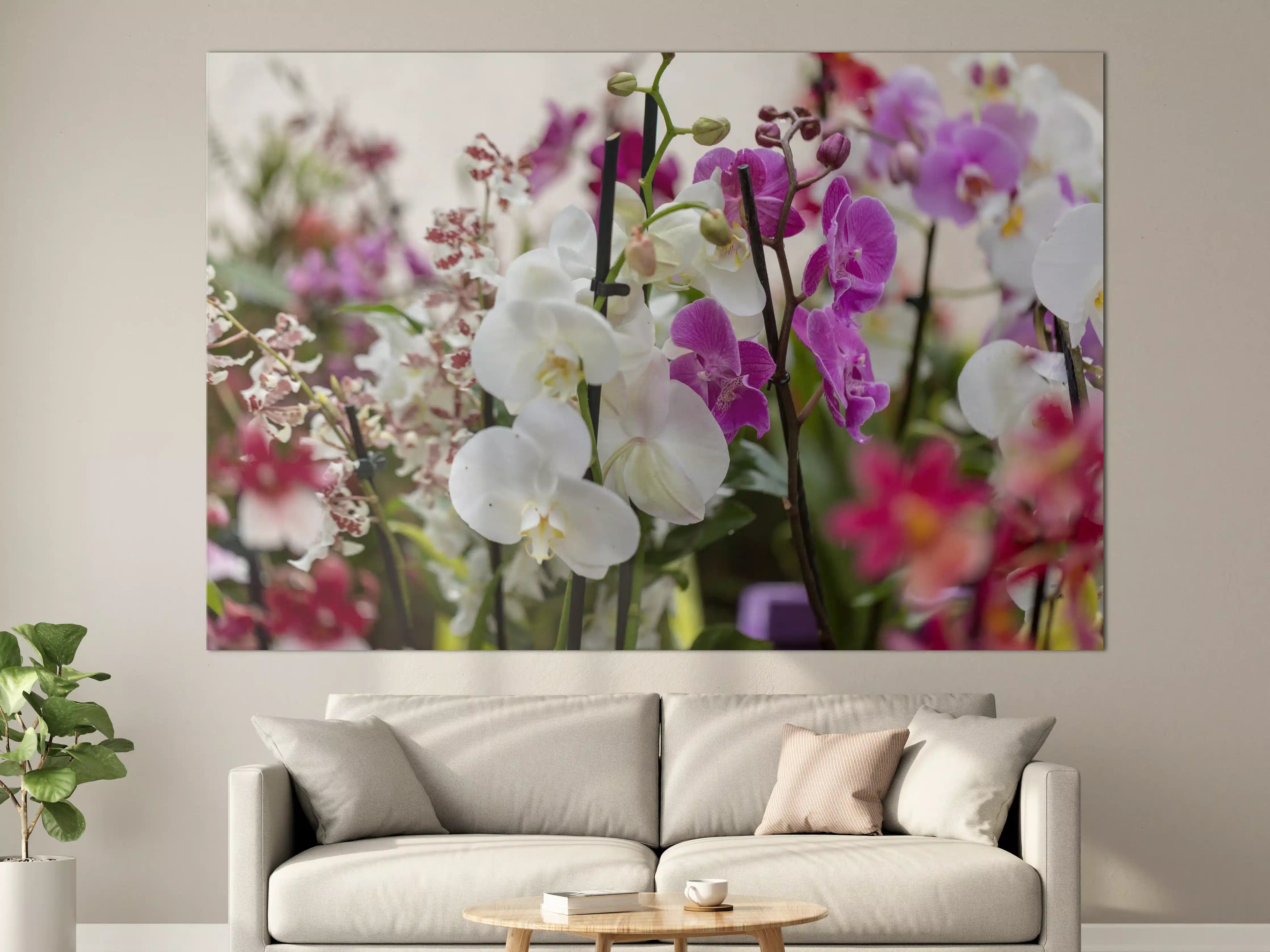 Große Wandbilder - Nahaufnahme von bunten Orchideen