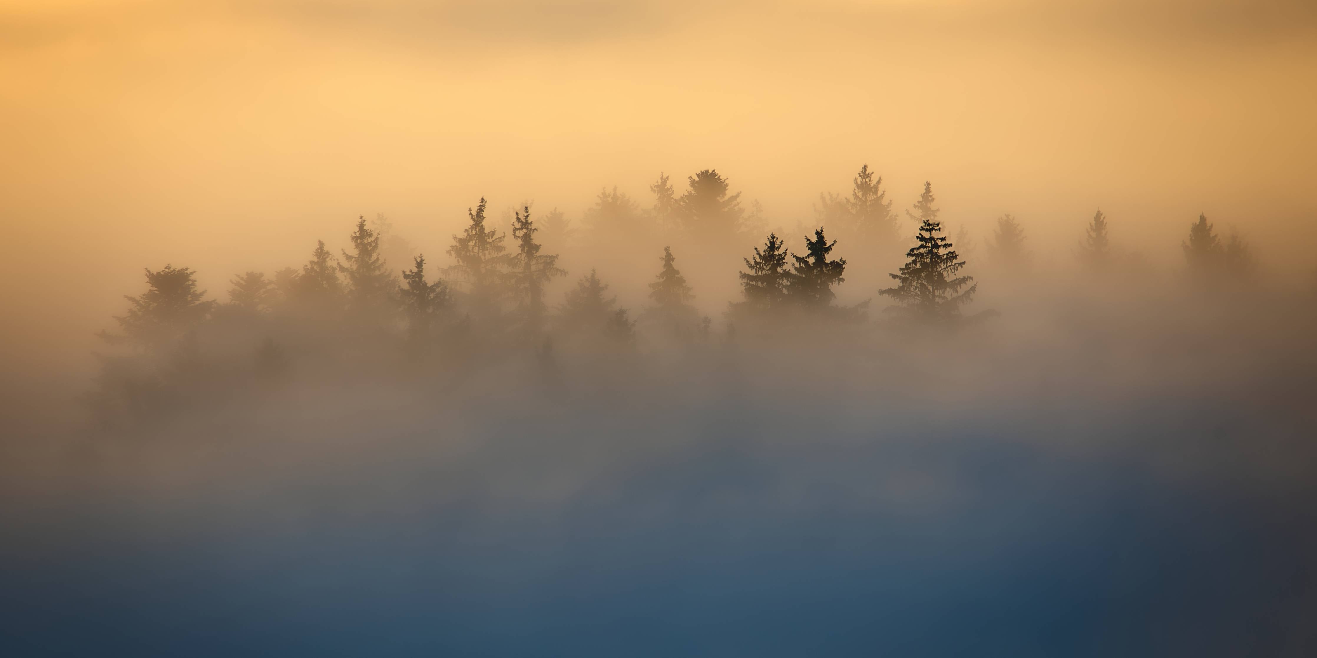 Große Wandbilder-Nebel über Baumkronen bei Sonnenaufgang