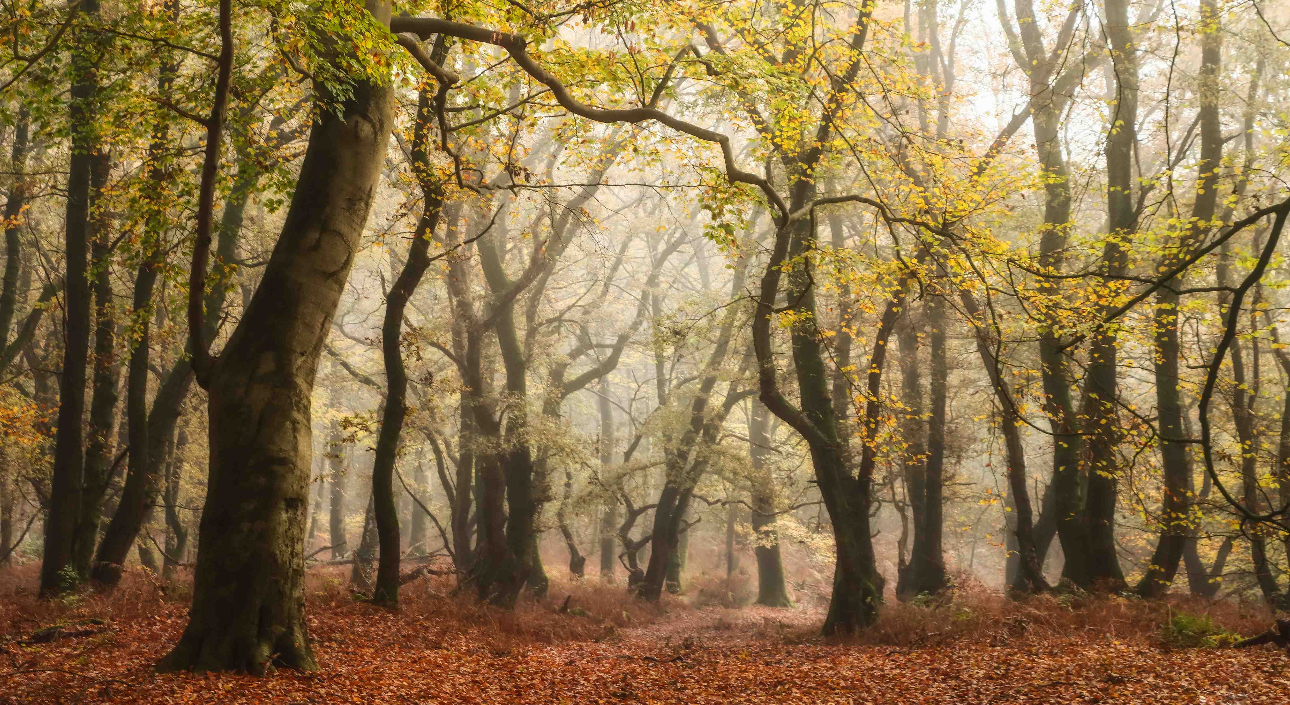Große Wandbilder-Nebelgrauer Wald im Herbst