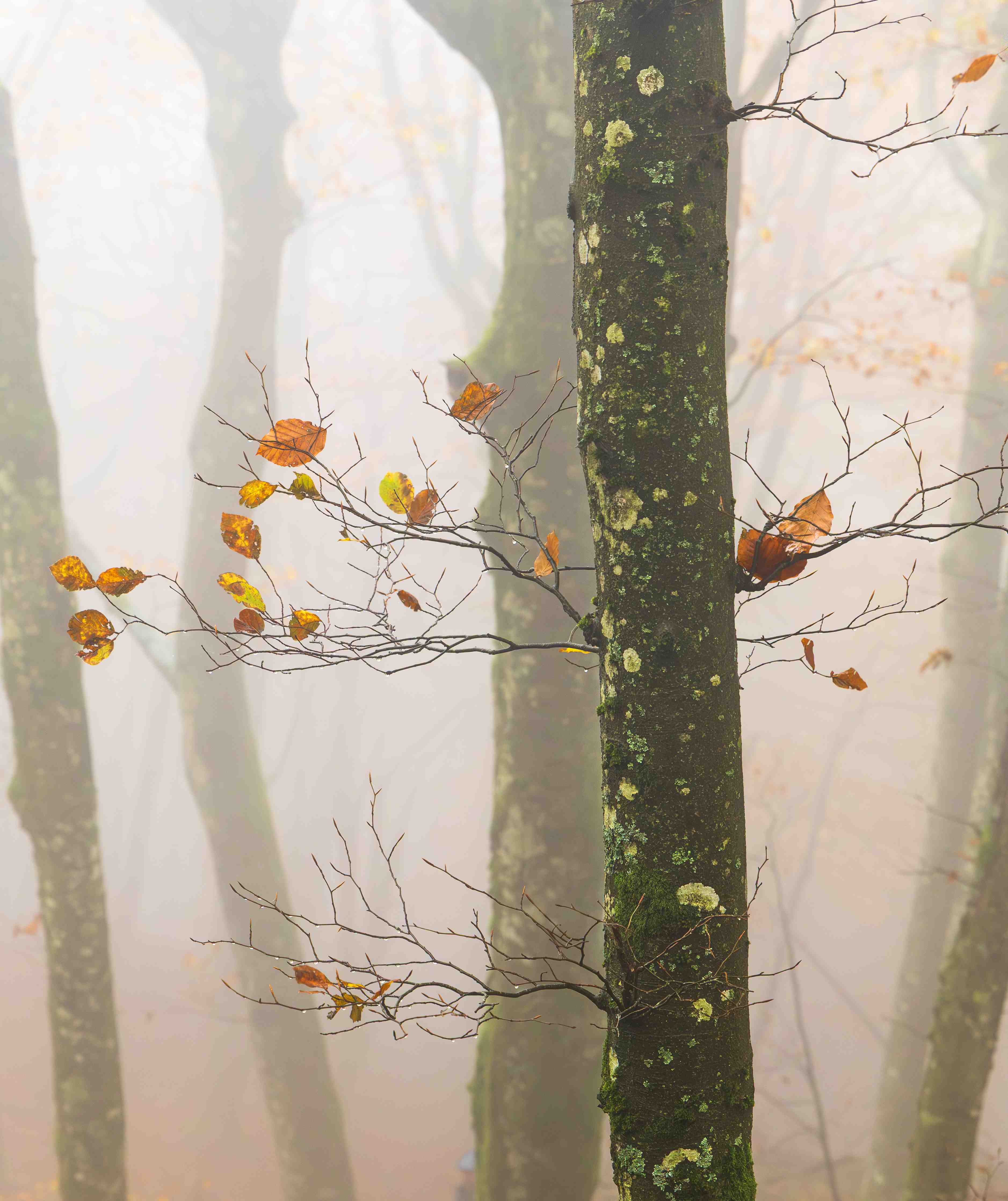 Große Wandbilder-Nebelwald mit herbstlichen Blättern
