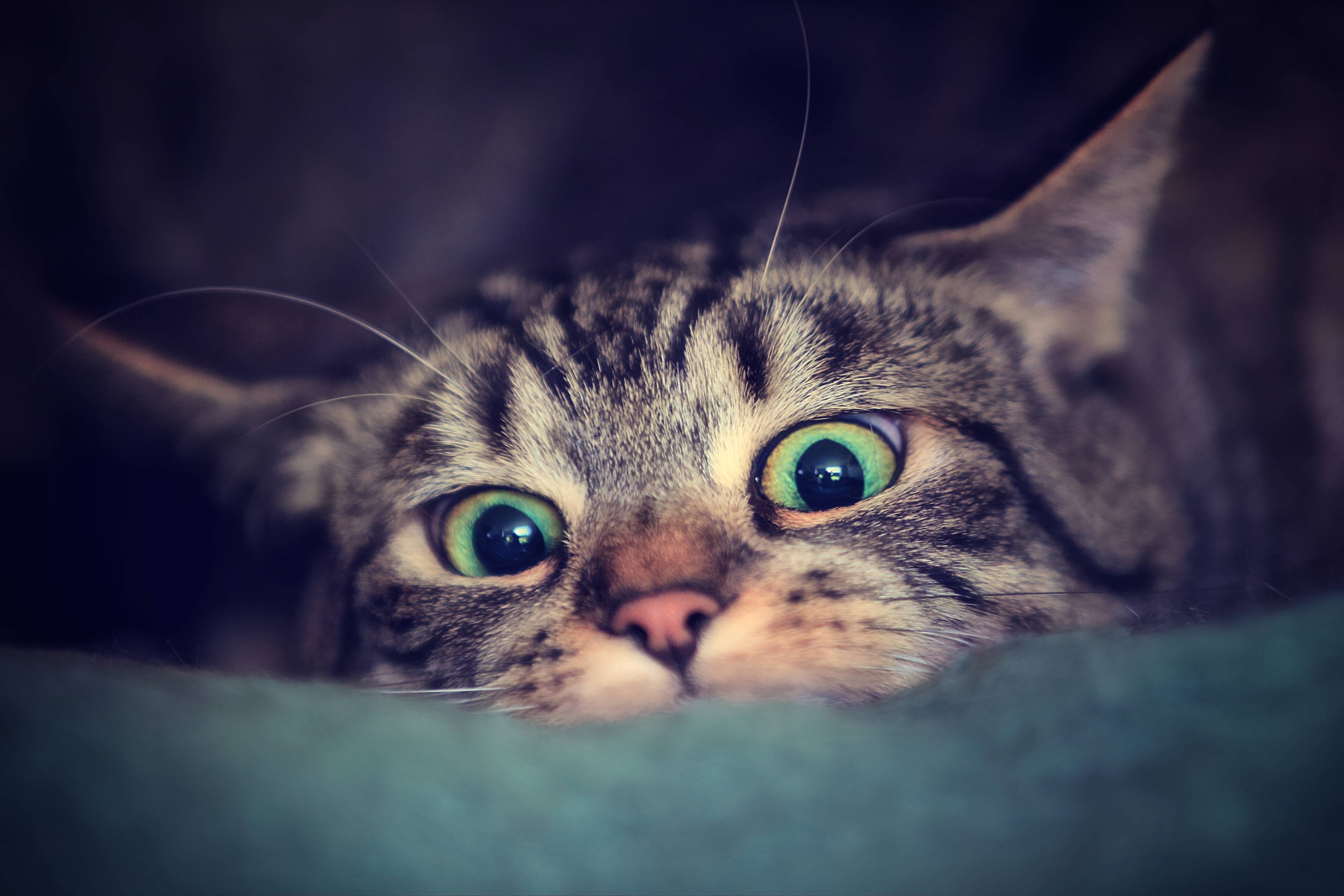 Große Wandbilder-Neugierige Katze mit grünen Augen