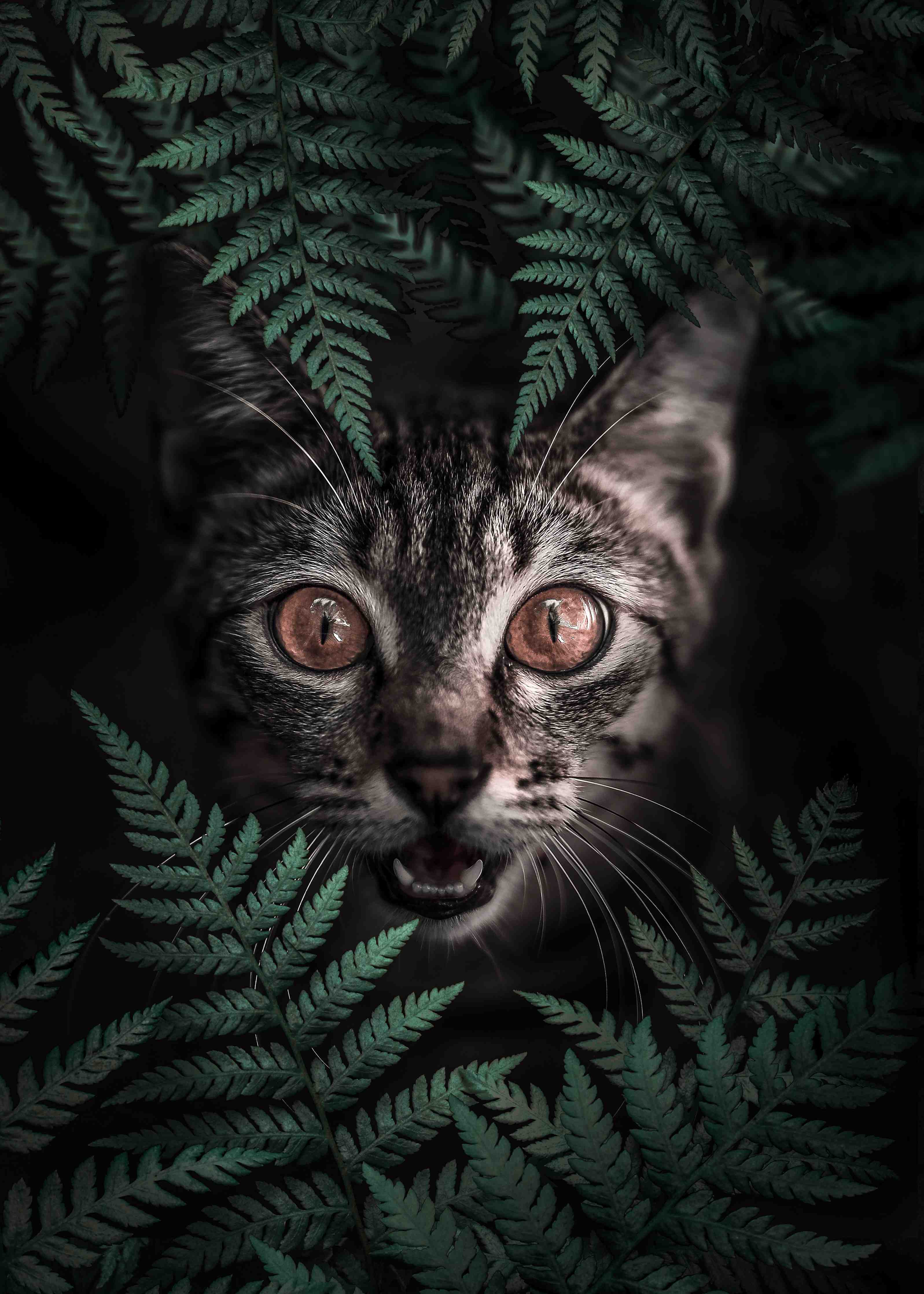 Große Wandbilder-Neugieriger Katze zwischen grünen Farnen