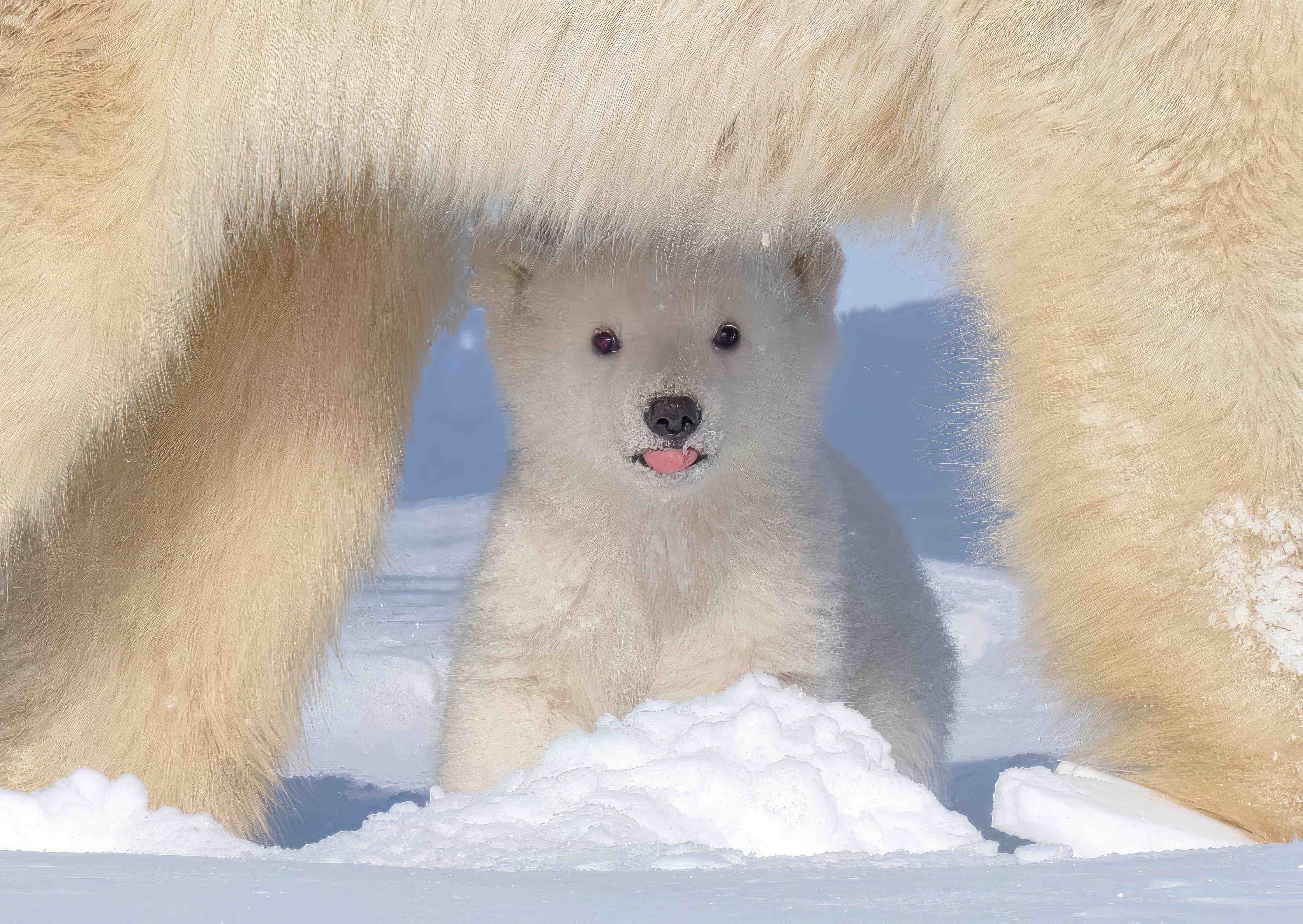 Große Wandbilder-Niedliches Jungtier - Eisbär