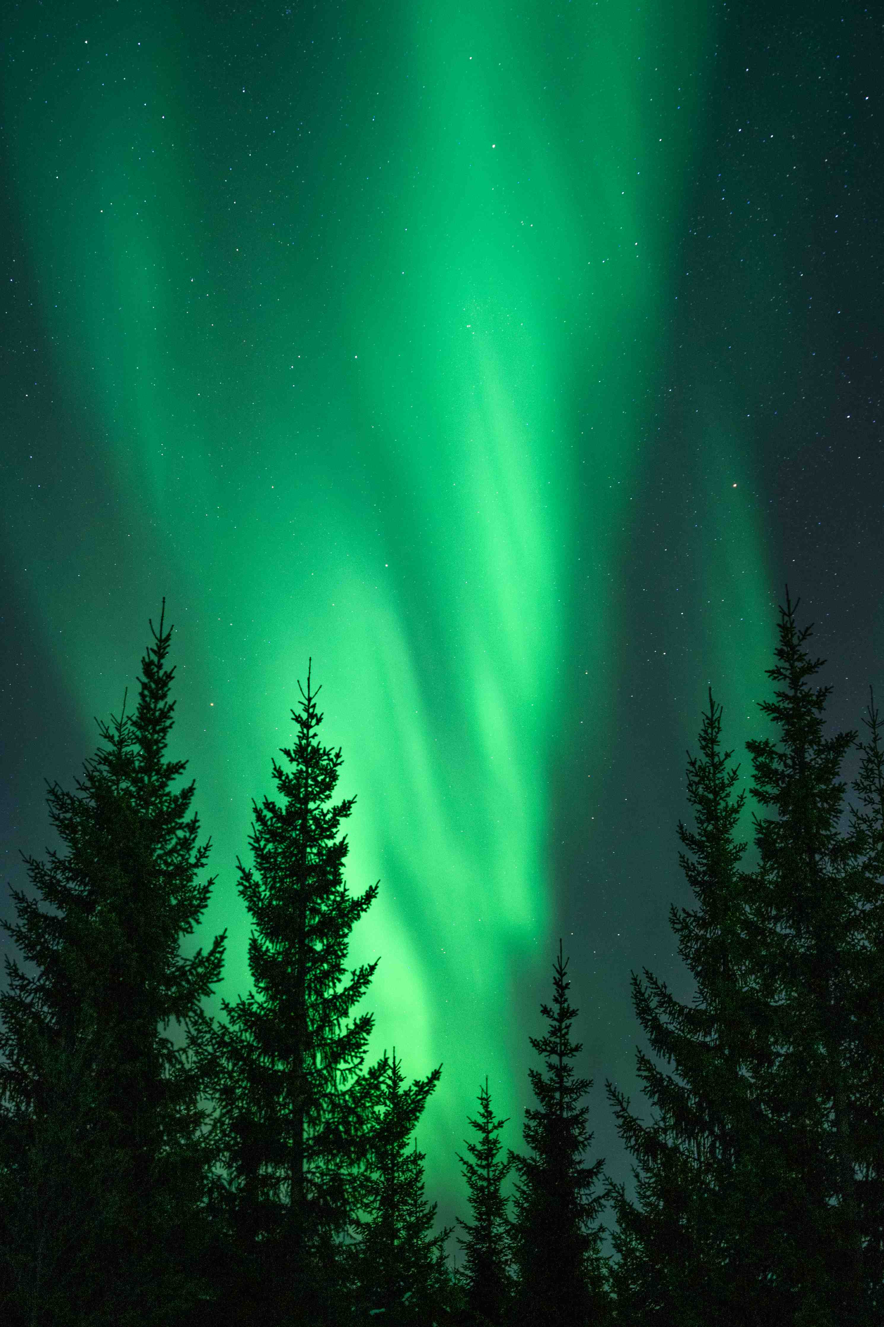 Große Wandbilder-Nordlichter über Tannenwald