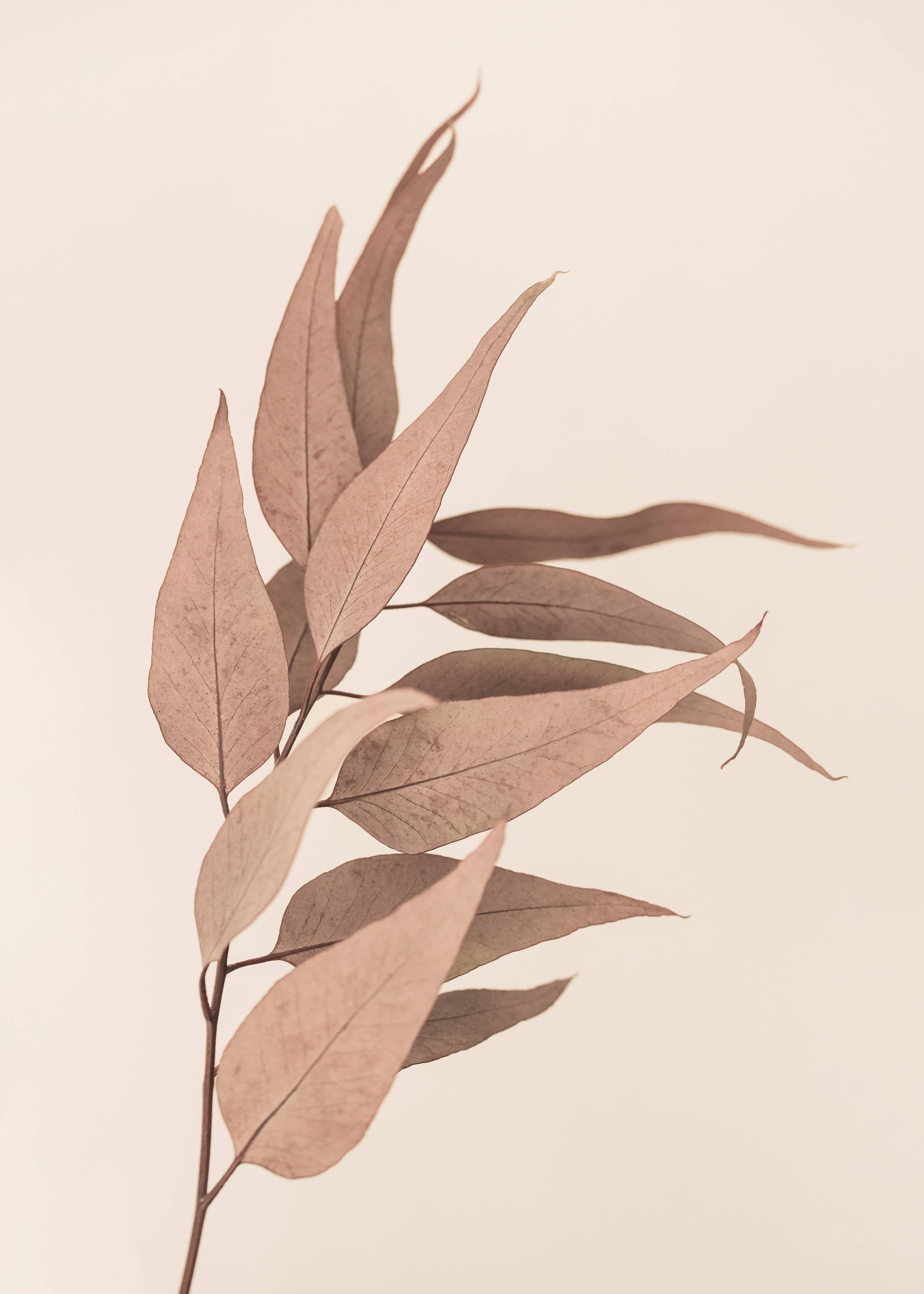 Große Wandbilder-Nudeleaves in sanften Brauntönen