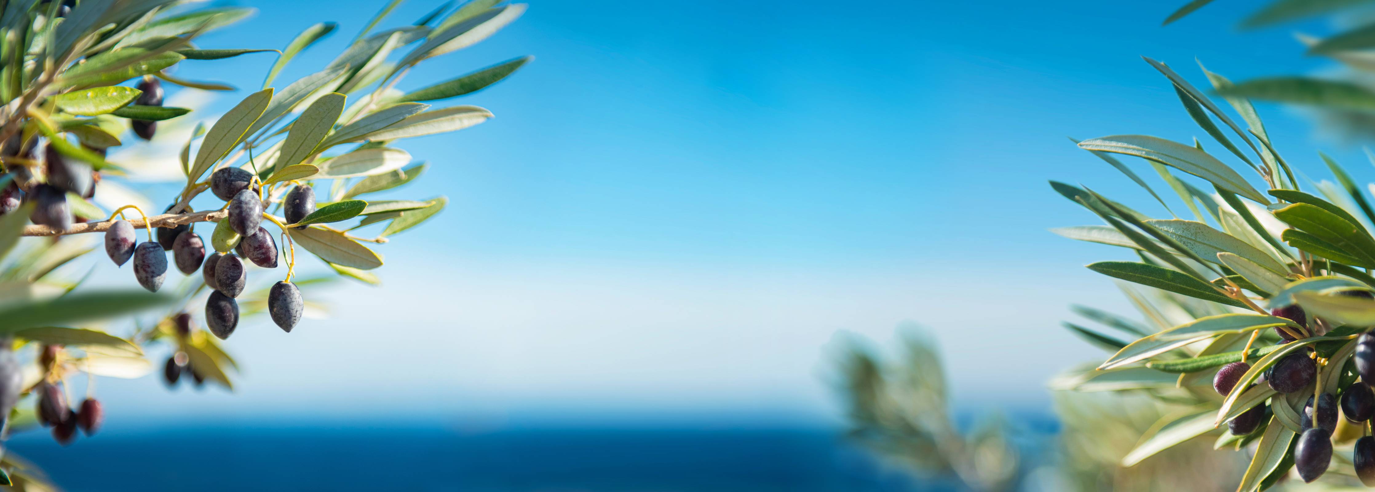 Große Wandbilder-Olivenzweig am Meer Blau-Grün