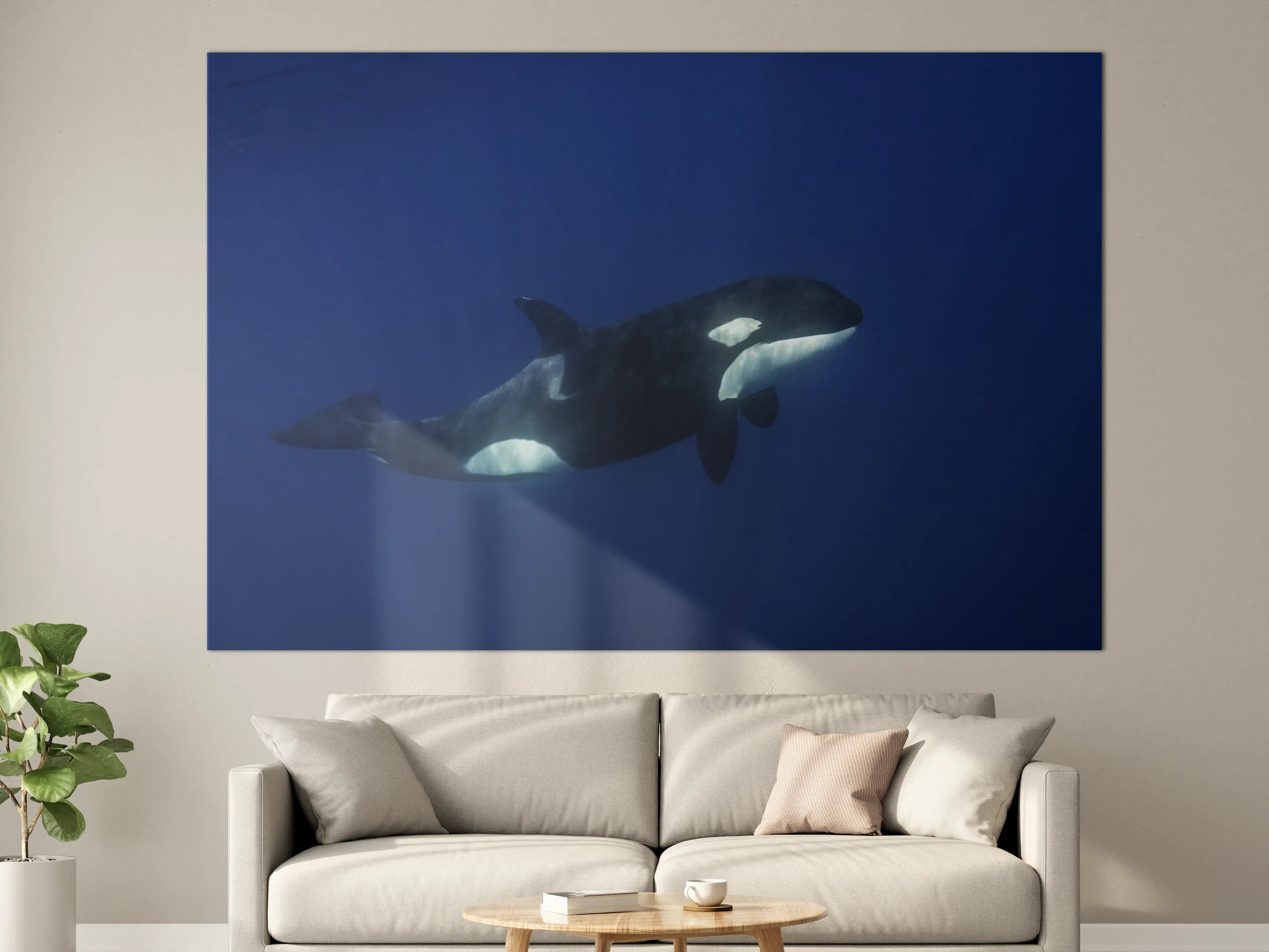 Große Wandbilder - Orca im blauen Pazifik