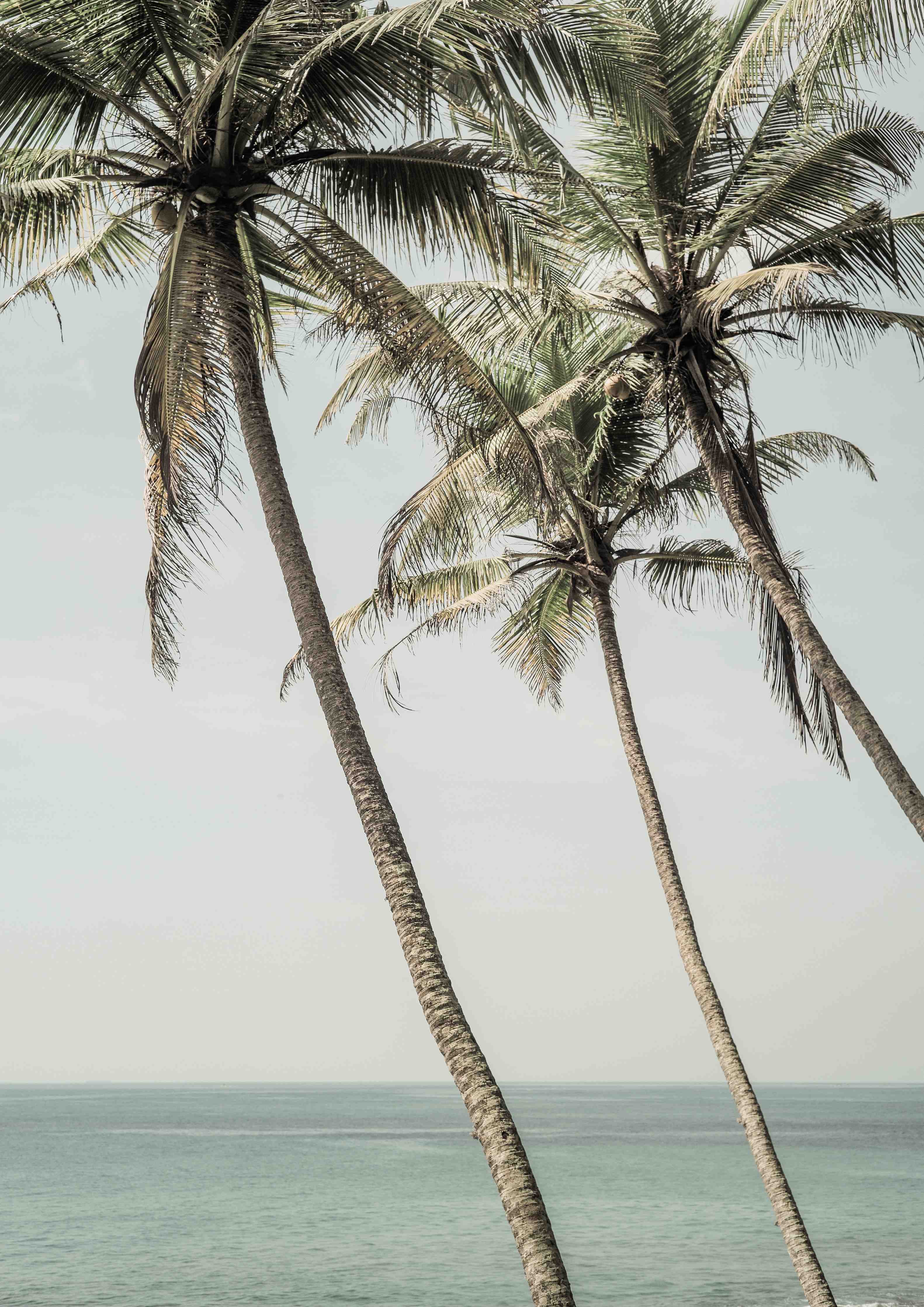 Große Wandbilder-Palmen am Meer