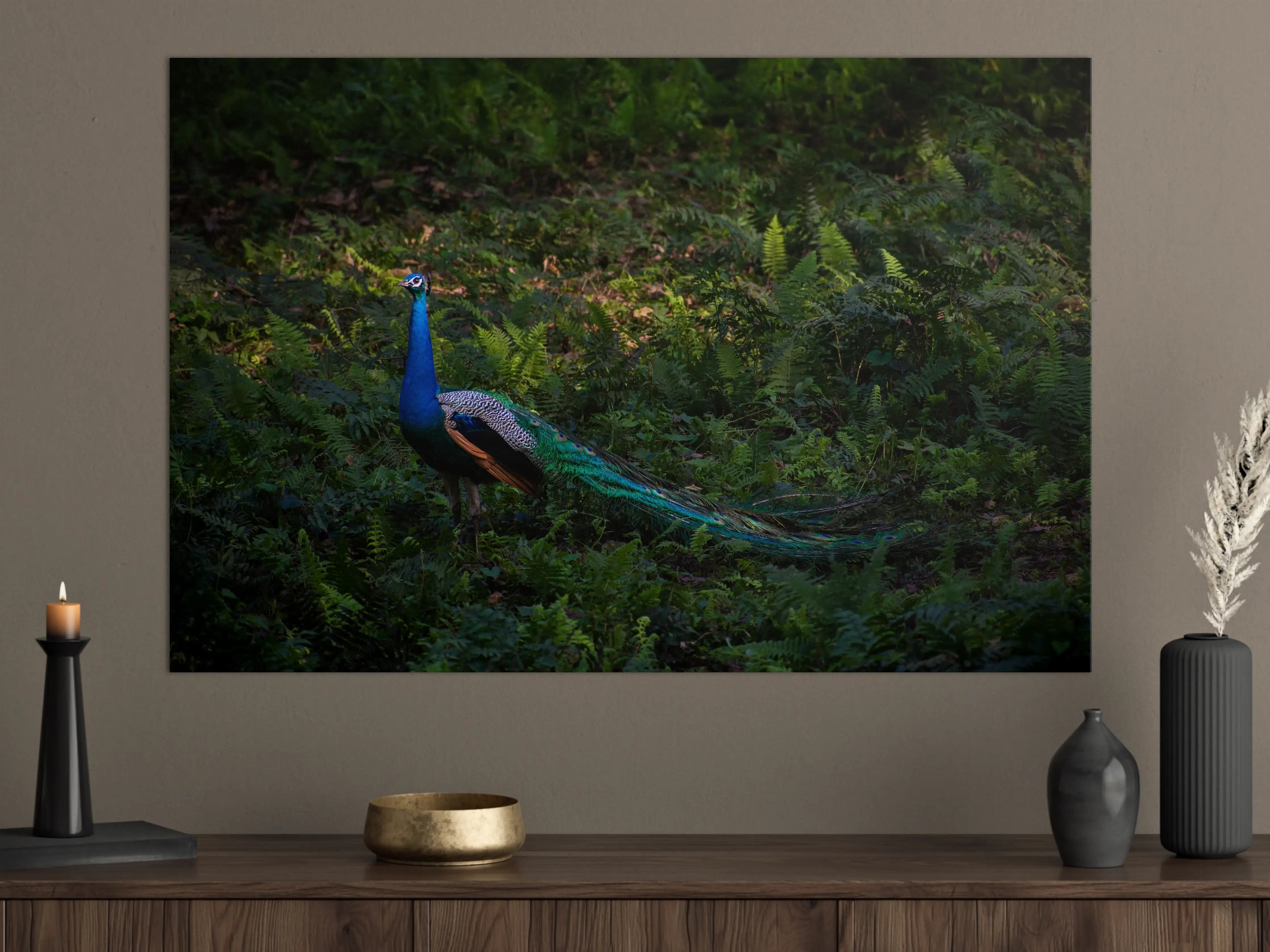 Große Wandbilder - Pfau in freier Natur