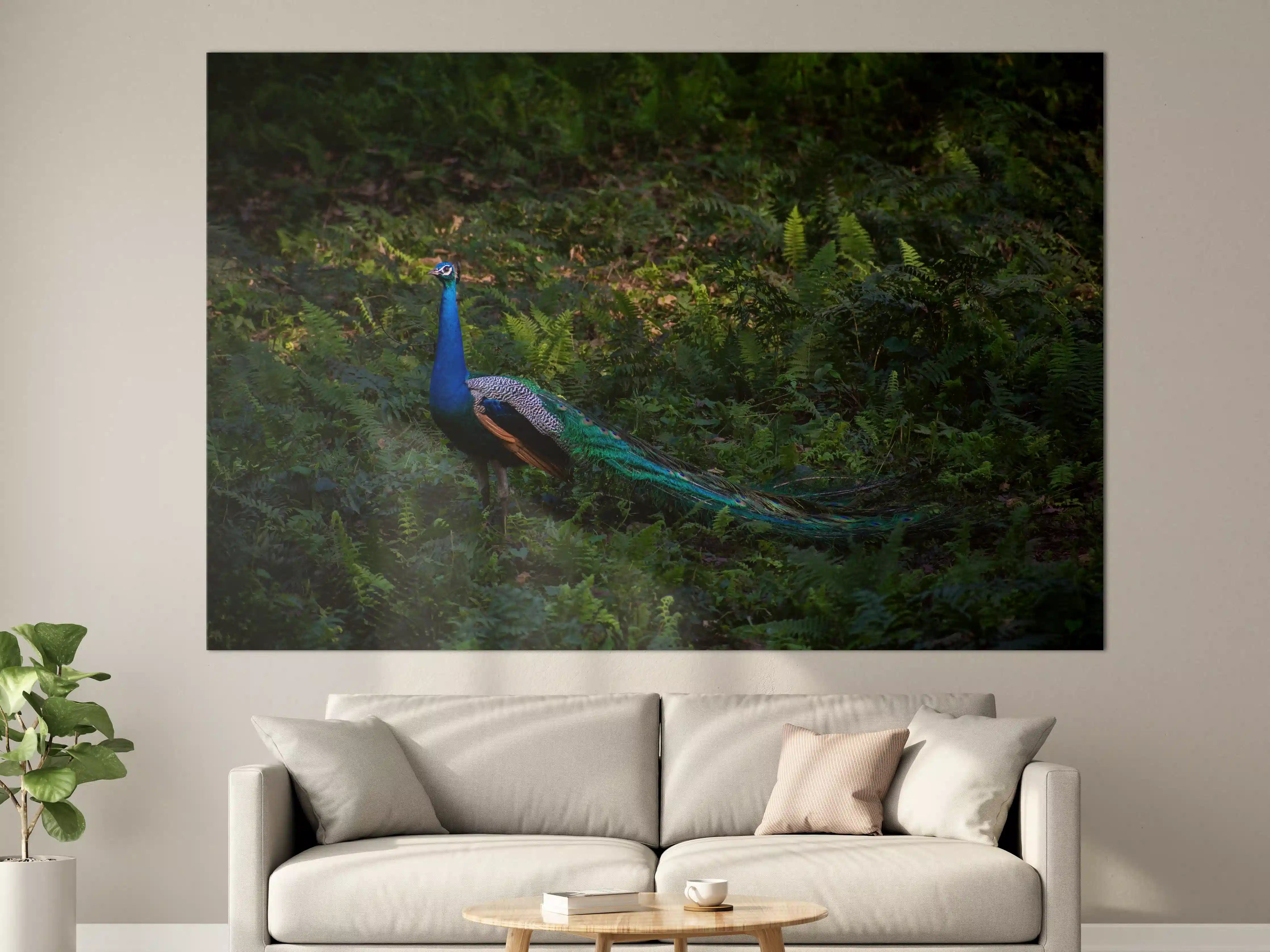 Große Wandbilder - Pfau in freier Natur