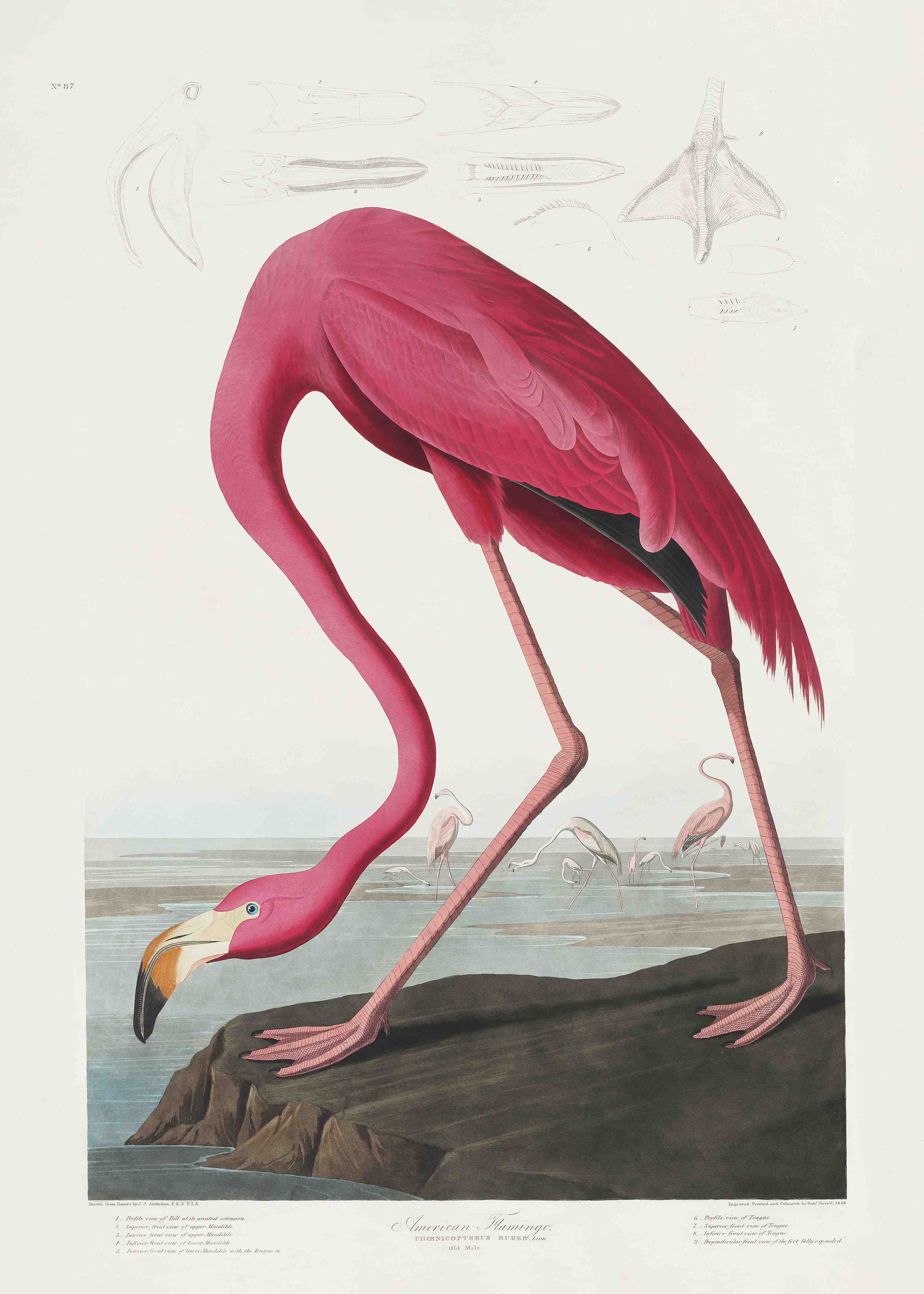 Große Wandbilder-Pinker Flamingo - John James Audubon