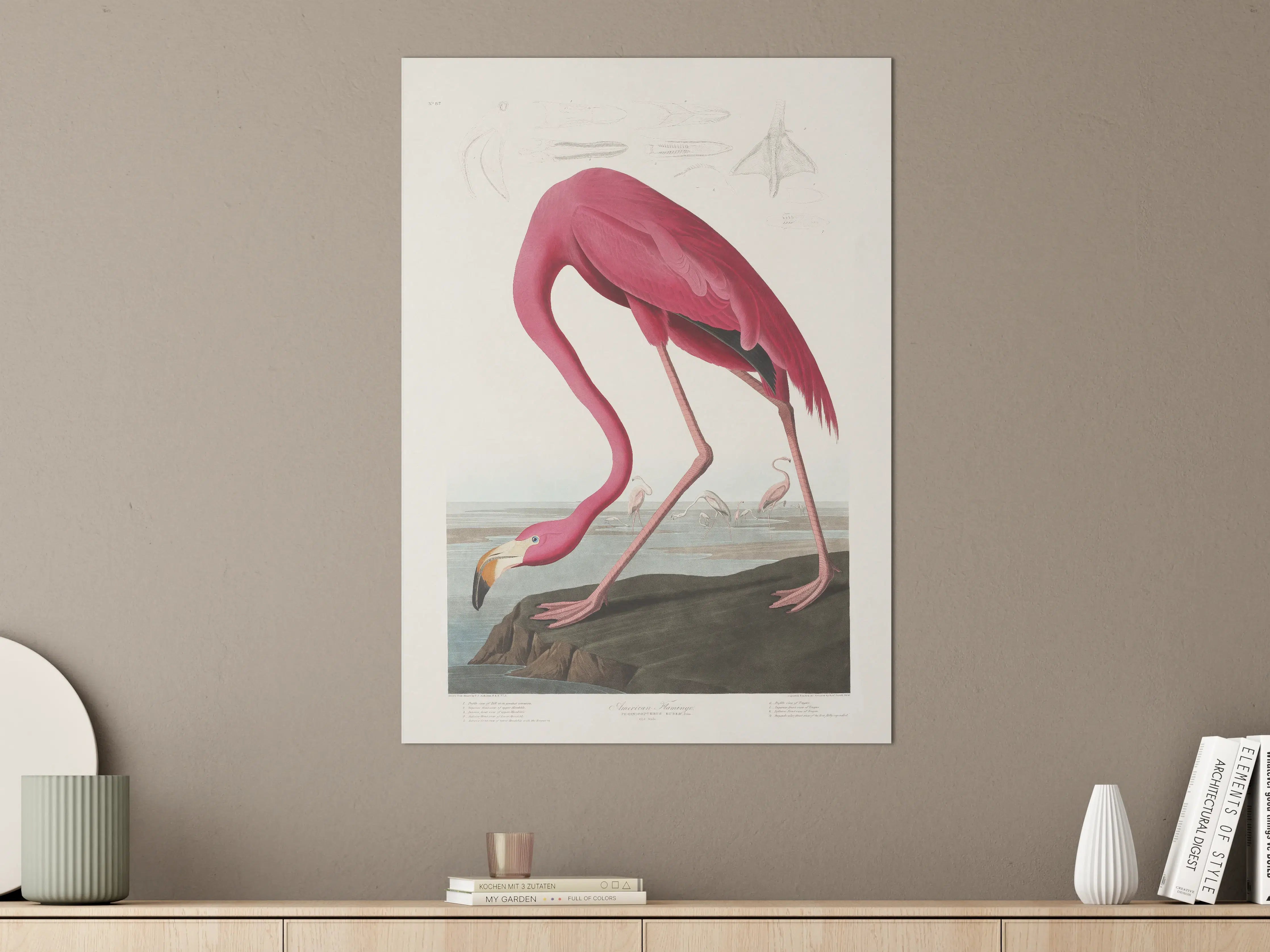 Große Wandbilder - Pinker Flamingo - John James Audubon