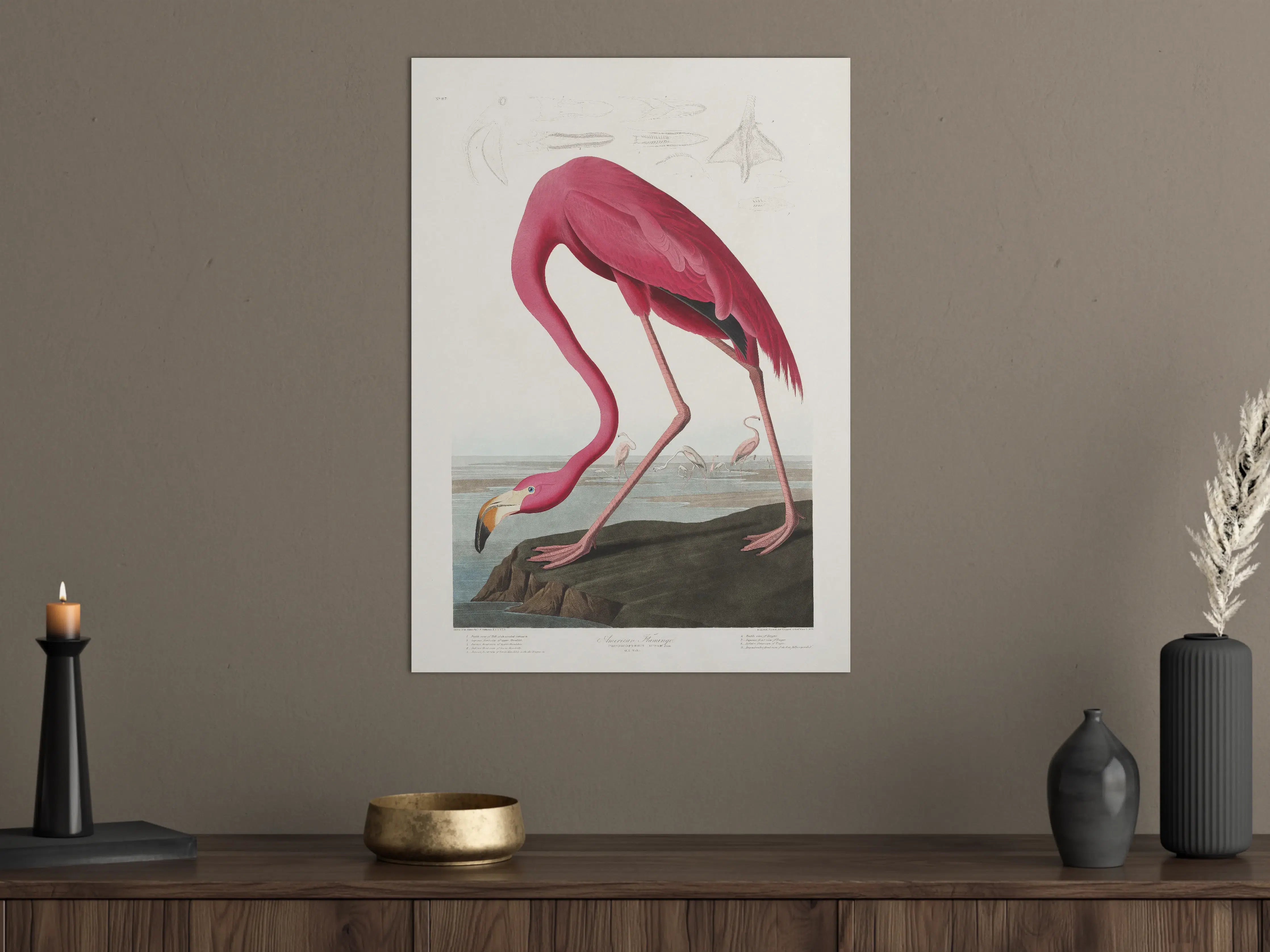 Große Wandbilder - Pinker Flamingo - John James Audubon