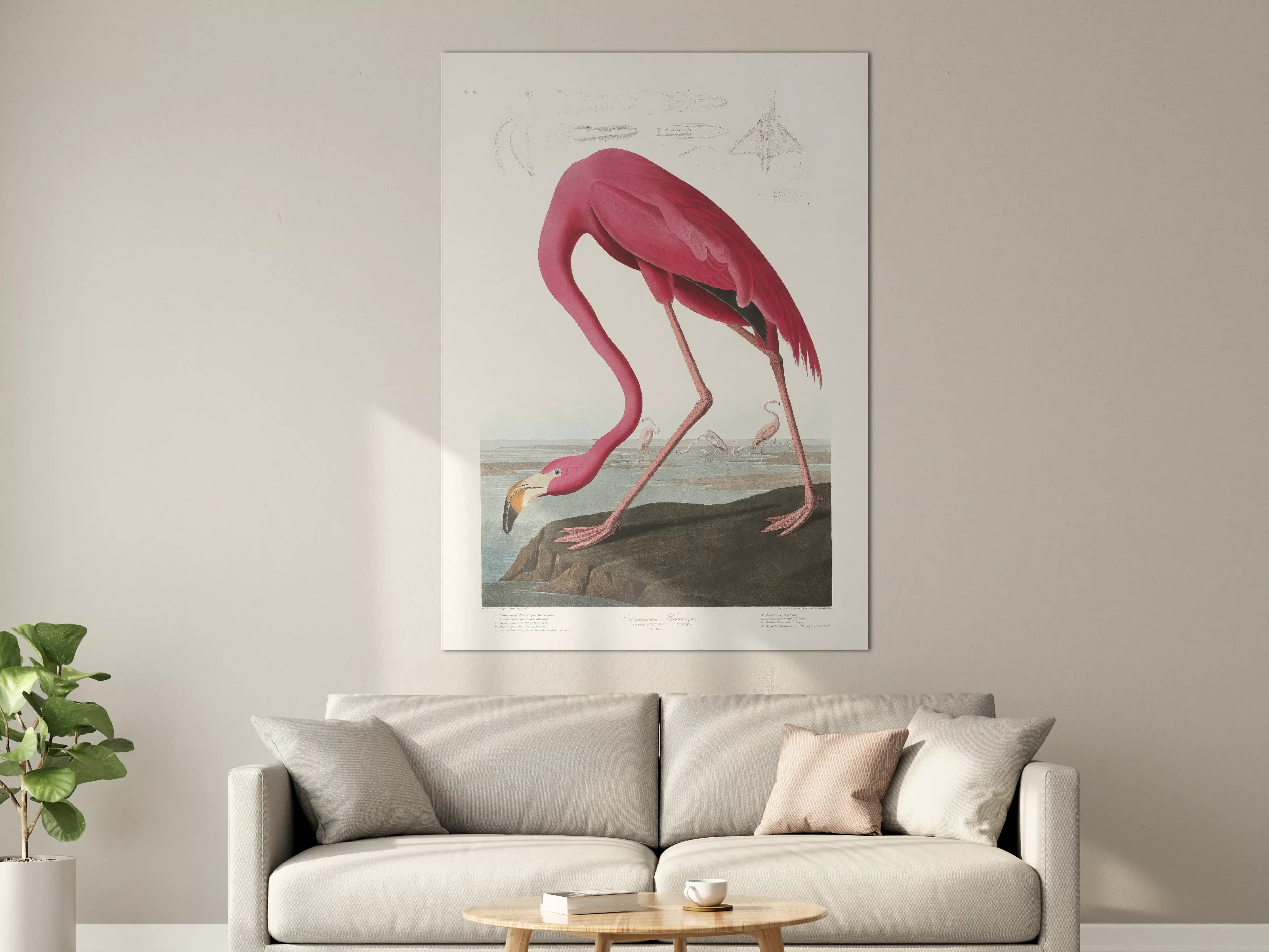 Große Wandbilder - Pinker Flamingo - John James Audubon