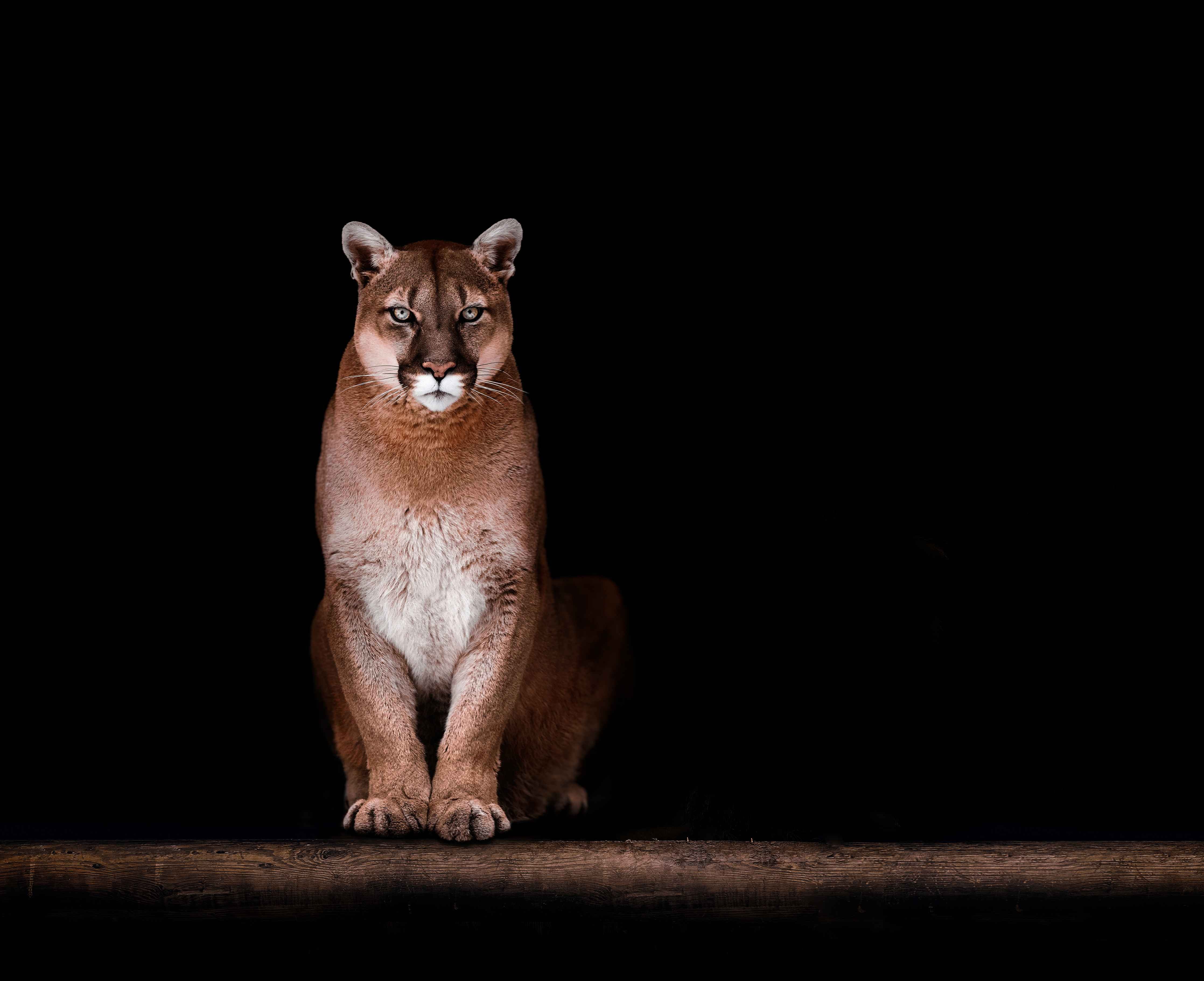 Große Wandbilder-Porträt des schönen Pumas