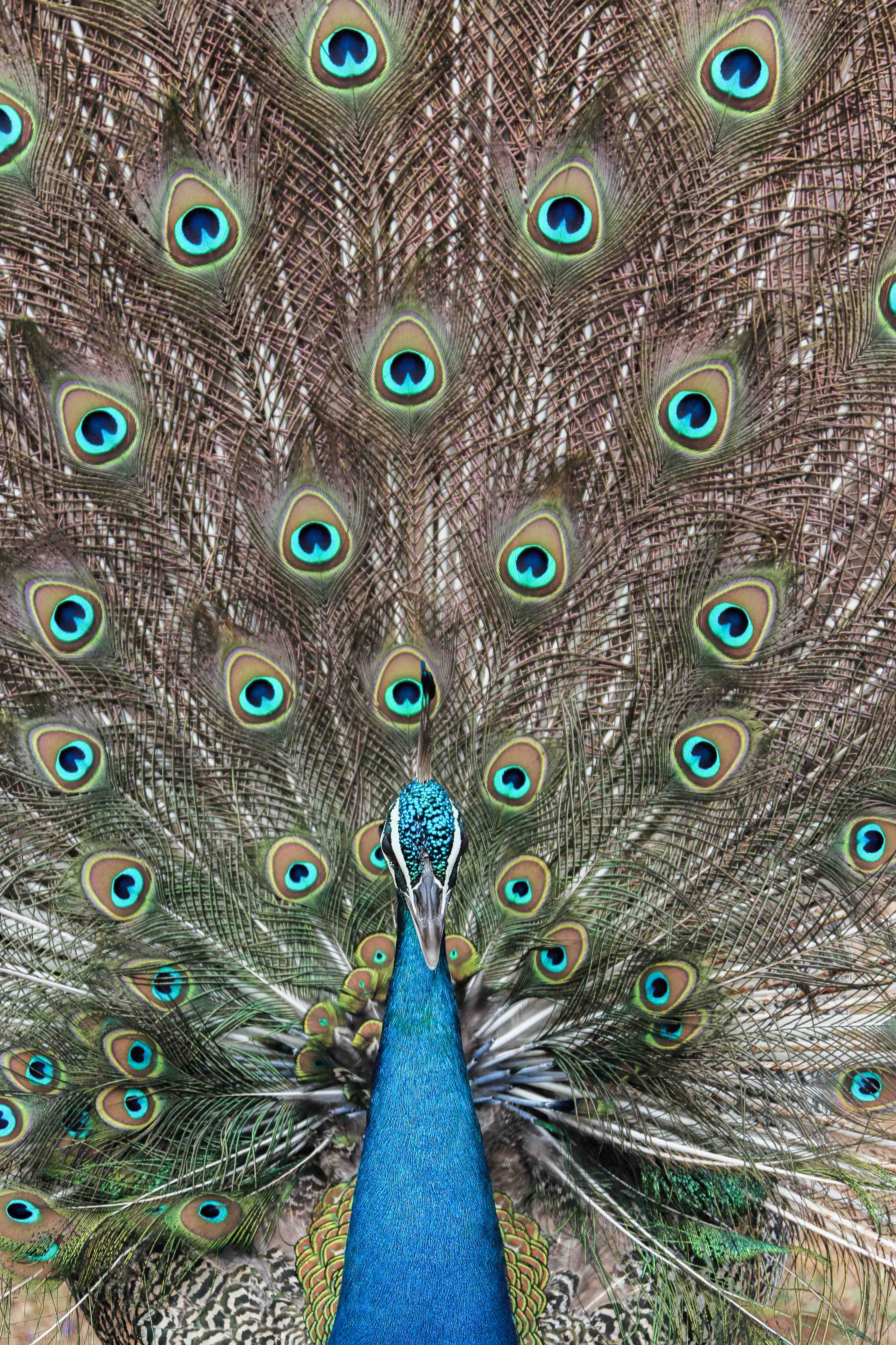 Große Wandbilder-Prachteroser Pfau mit farbenfrohem Federkleid